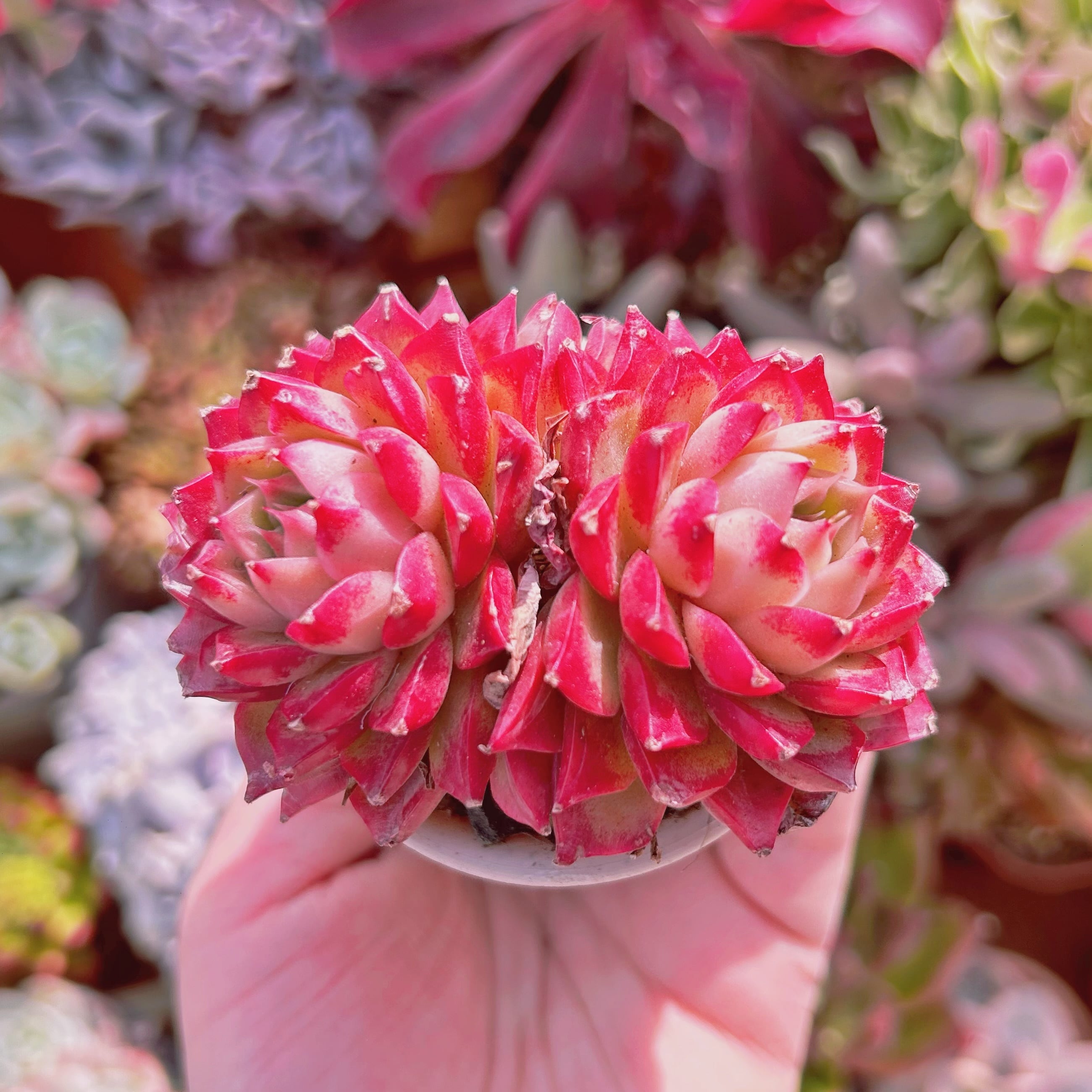 多肉植物　Echeveria   ルビンxヒアリナ　2頭
