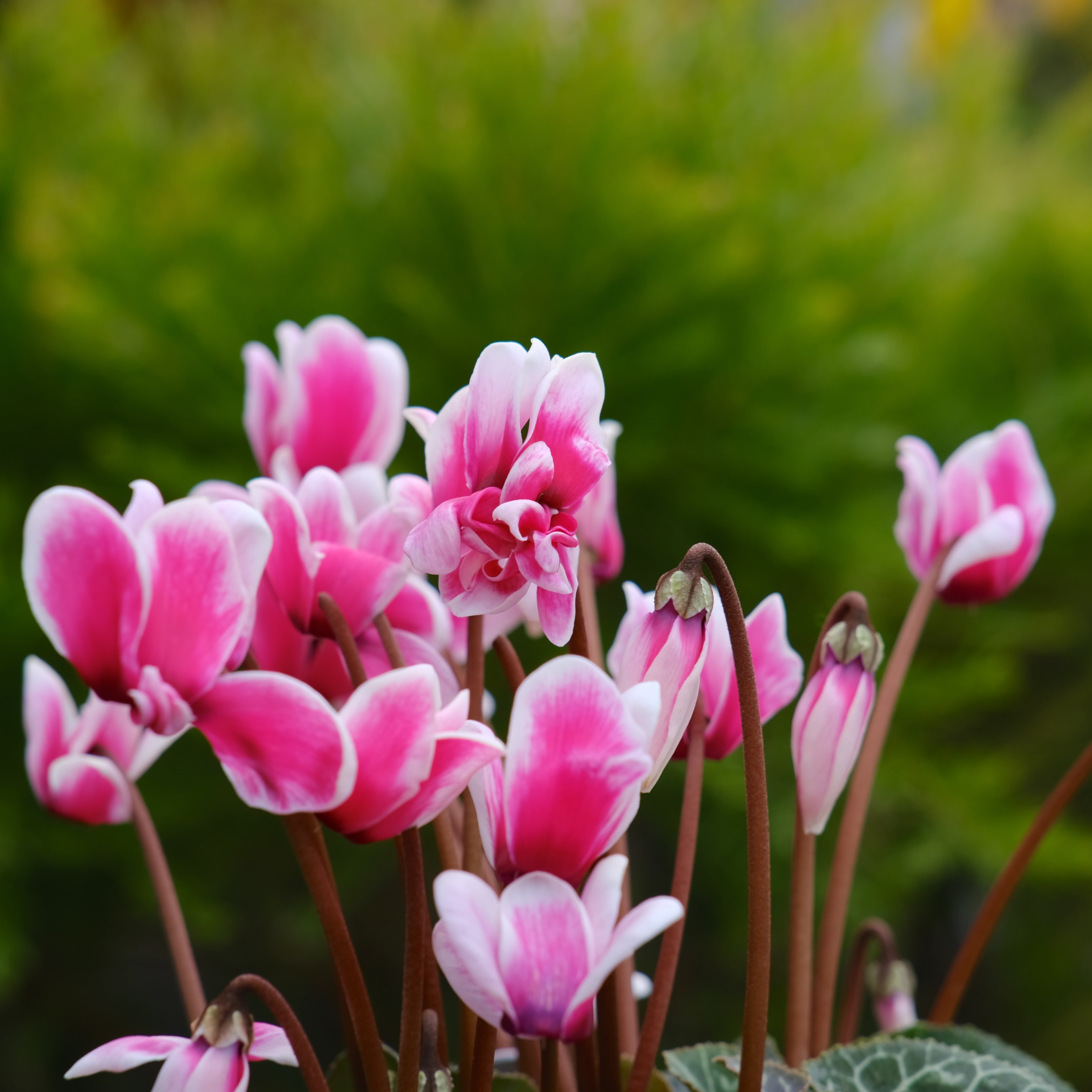 シクラメン チモシリーズ《 ピコティ 一重 》 | グリーンギャラリー