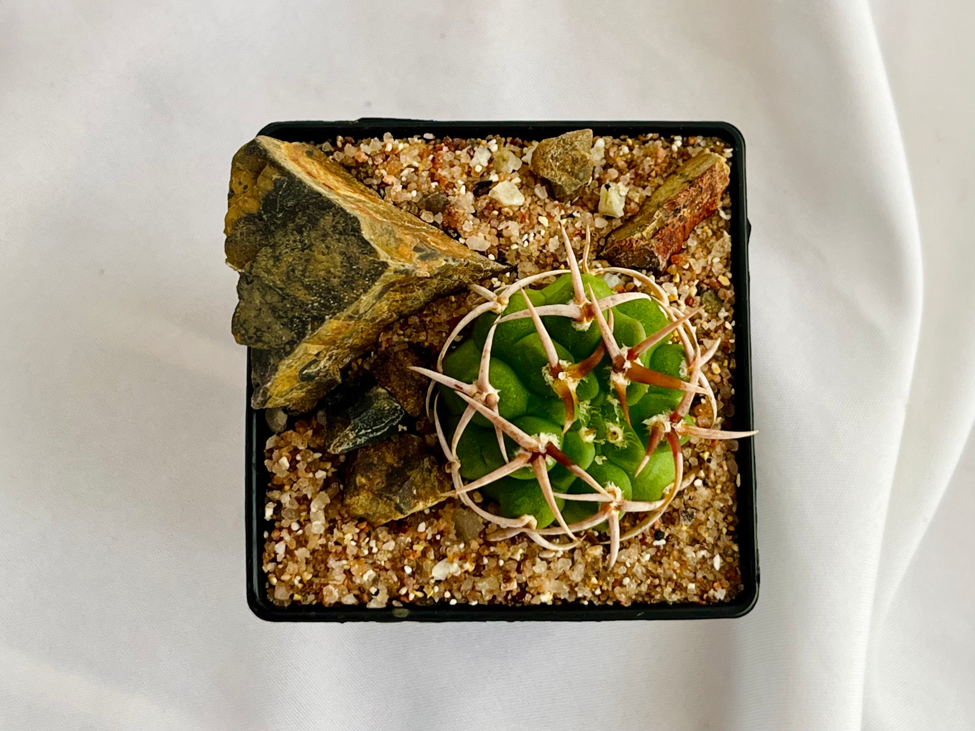 Gymnocalycium mostii ssp. ferocior ギムノカリキウム フェロシオール
