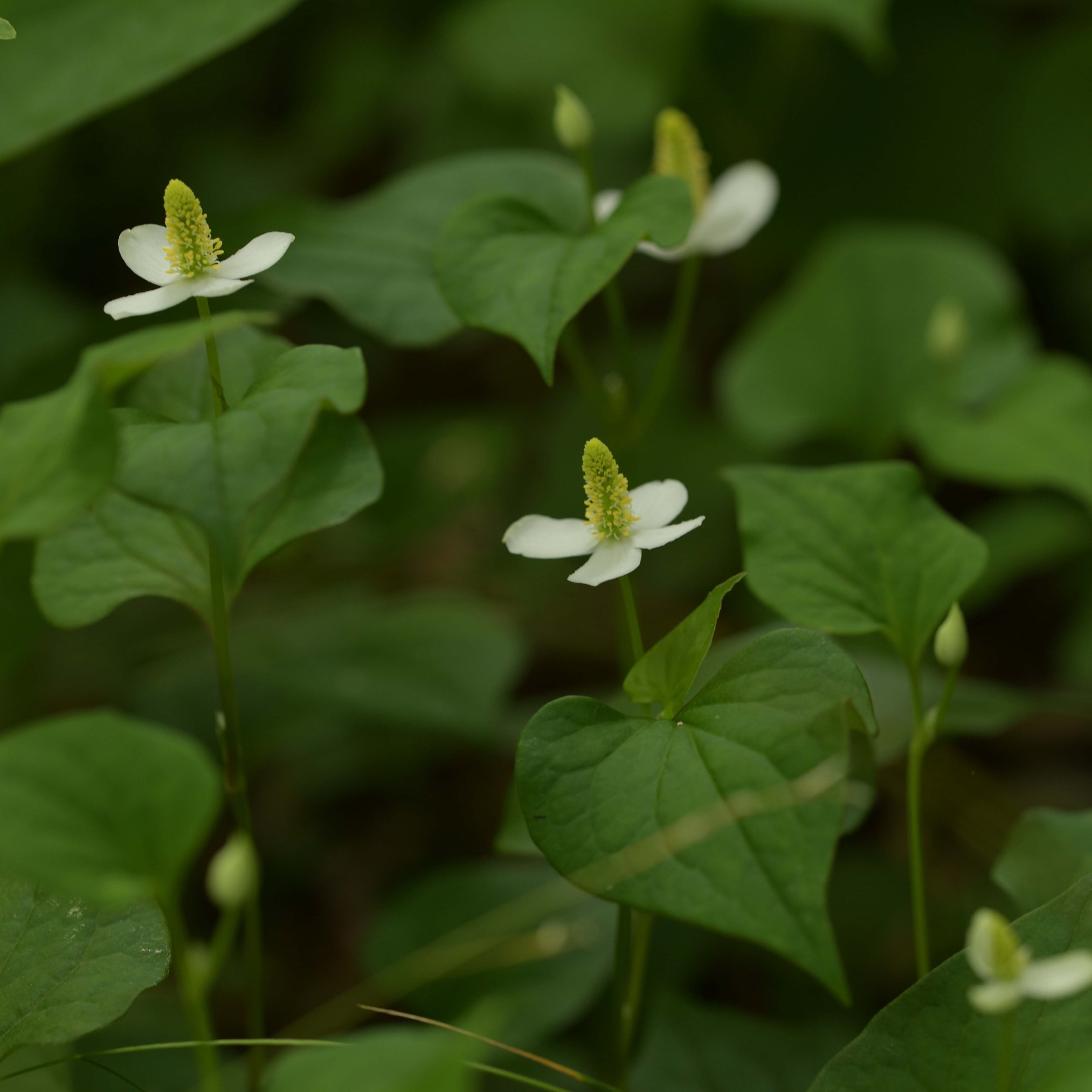 新商品／ BOTANICAL MIST《 ドクダミ｜heart leaf 》 | REAL PLANTS