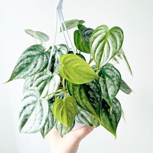 初入荷｜Philodendron brandtianum（フィロデンドロン・ブランドティアナム）