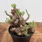 Tylecodon pearsonii【チレコドン・ペアルソニー】