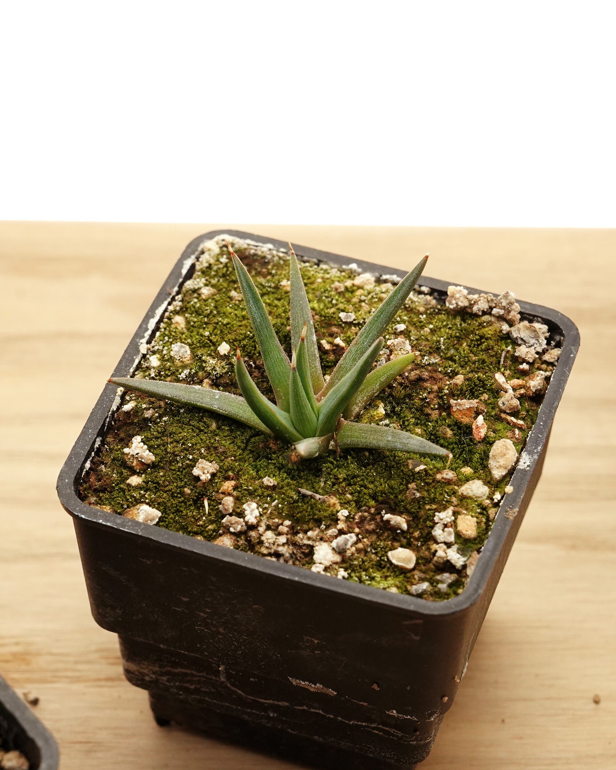 鉢植え チタノタ 金剛錦 白覆輪 Agave titanota 'King Kong' Marginal