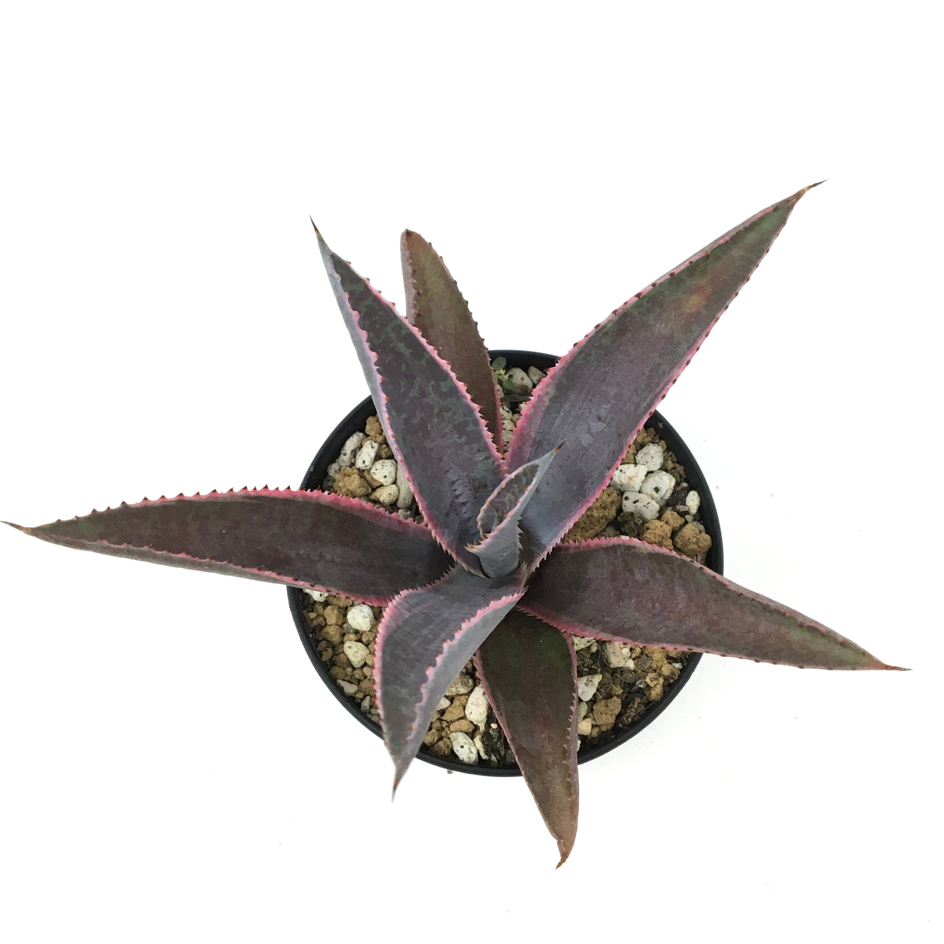 マンガベ フォクシーレディ【099】 | PROTOLEAF プロトリーフ