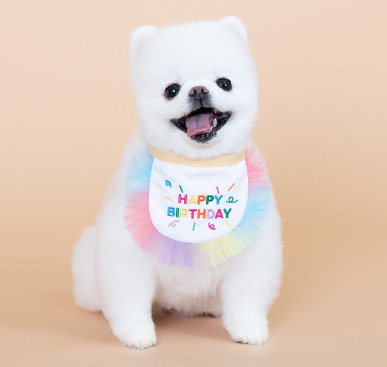 お誕生日ケープ happy birthday cape / 犬 首輪 バースデー おしゃれ 可愛い バンダナ