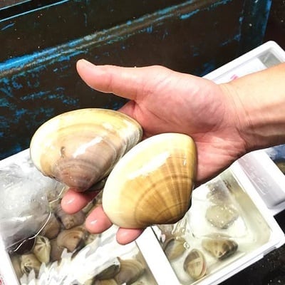 天然 地はまぐり 生（活け）特特大サイズ（約150g/個）約1kg 千葉産