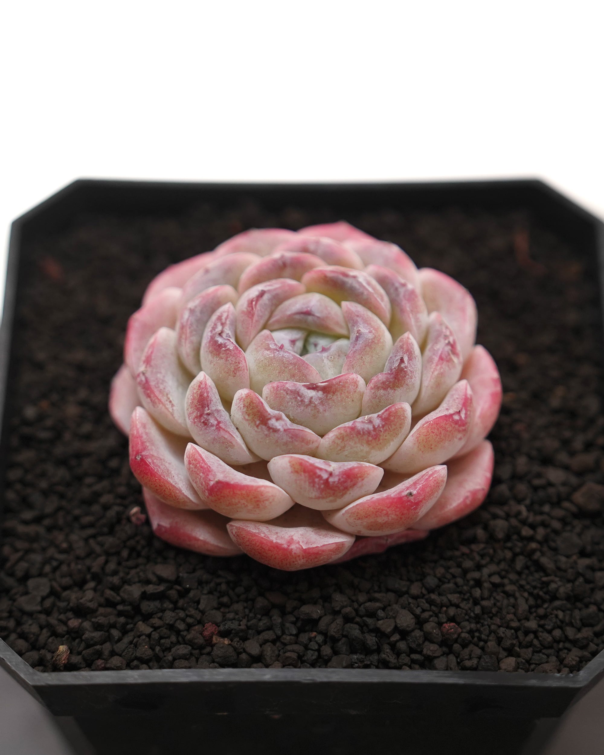 NEW RELEASE | PUKUBOOK SUCCULENTS