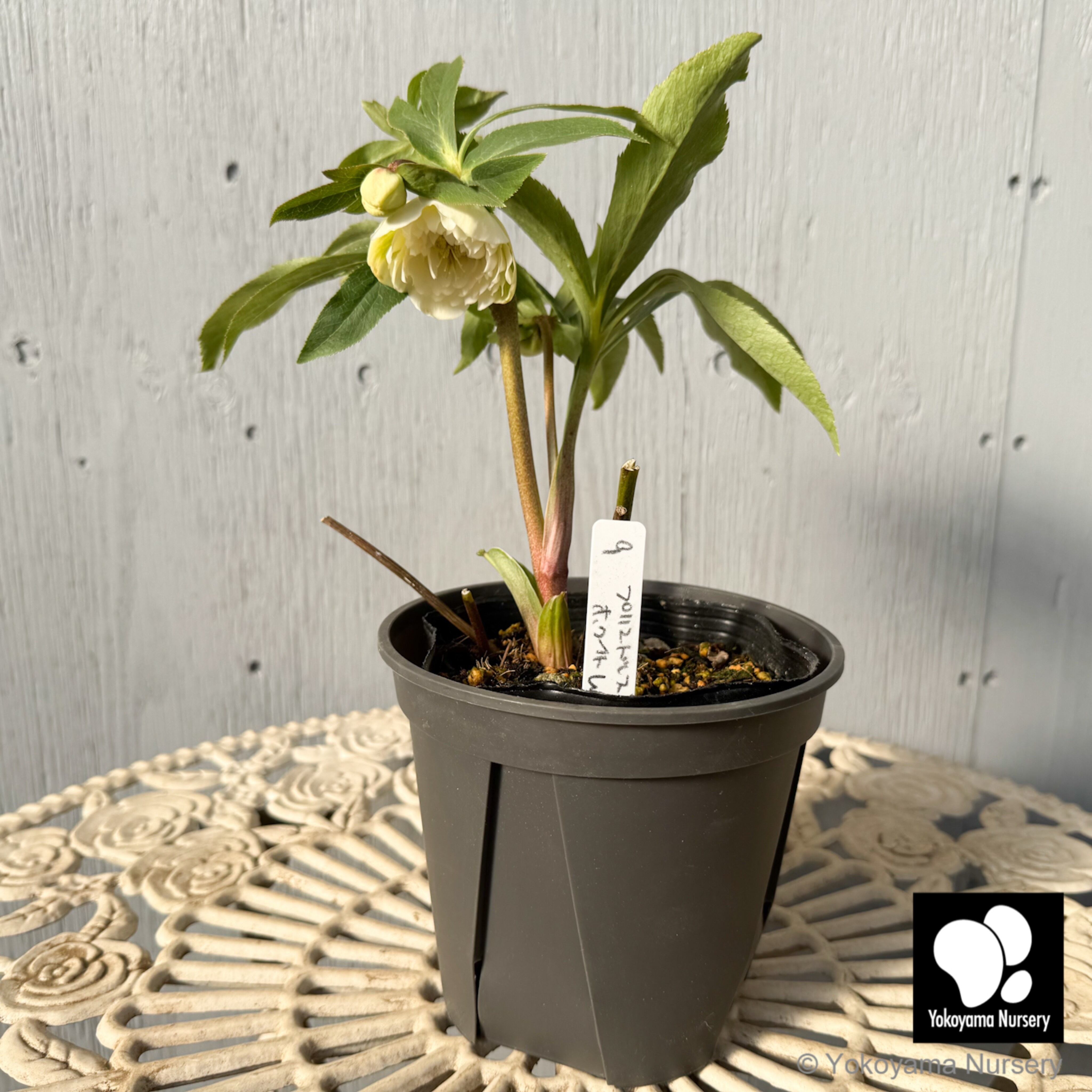 抽選販売】［9］ クリスマスローズ プリマドレス クリーミーホワイト