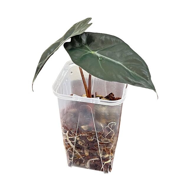 多肉植物 アエオニウム 孔雀白錦 美苗 #孔3 | Pay ID