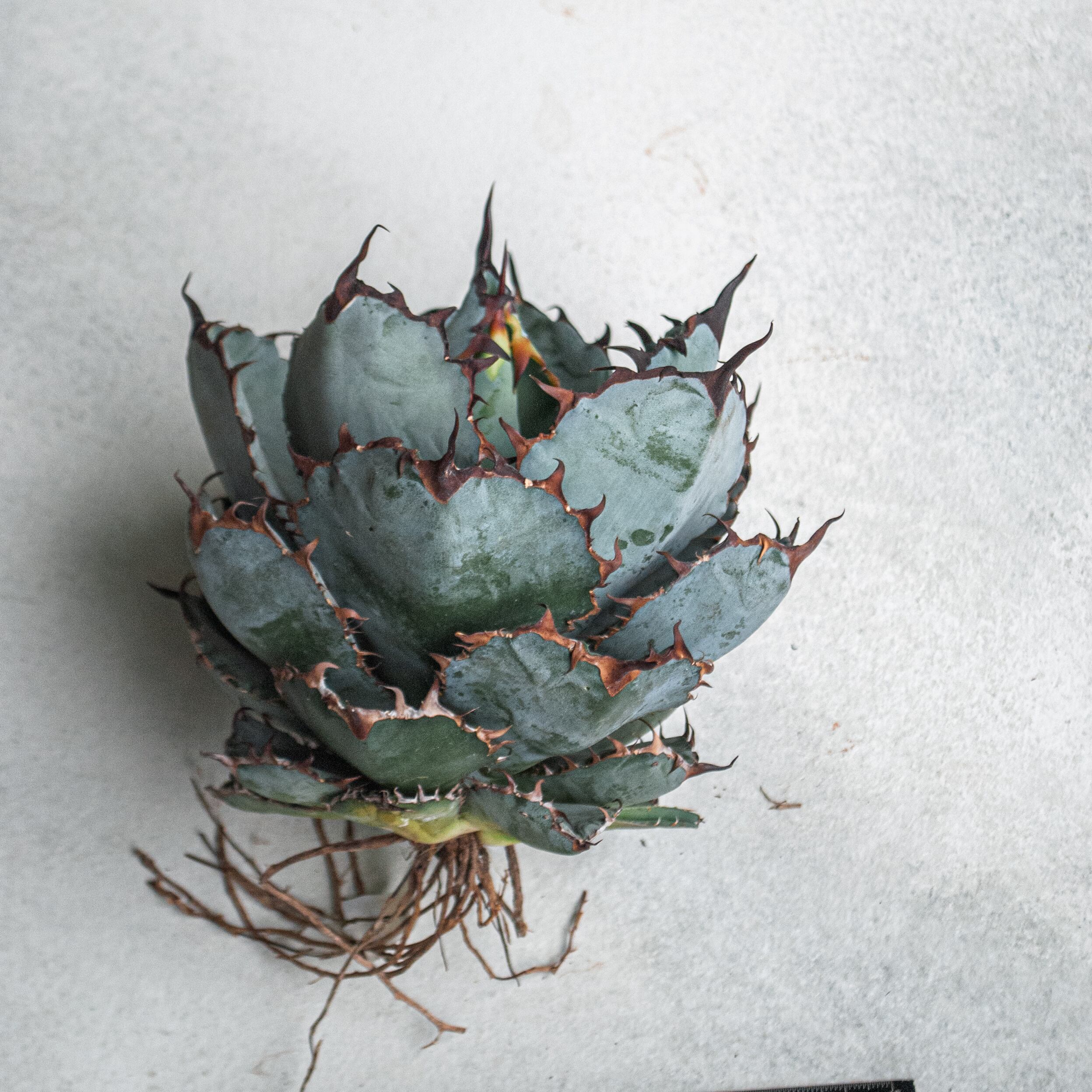 アガベ チタノタ ブラック&ブルー No.14