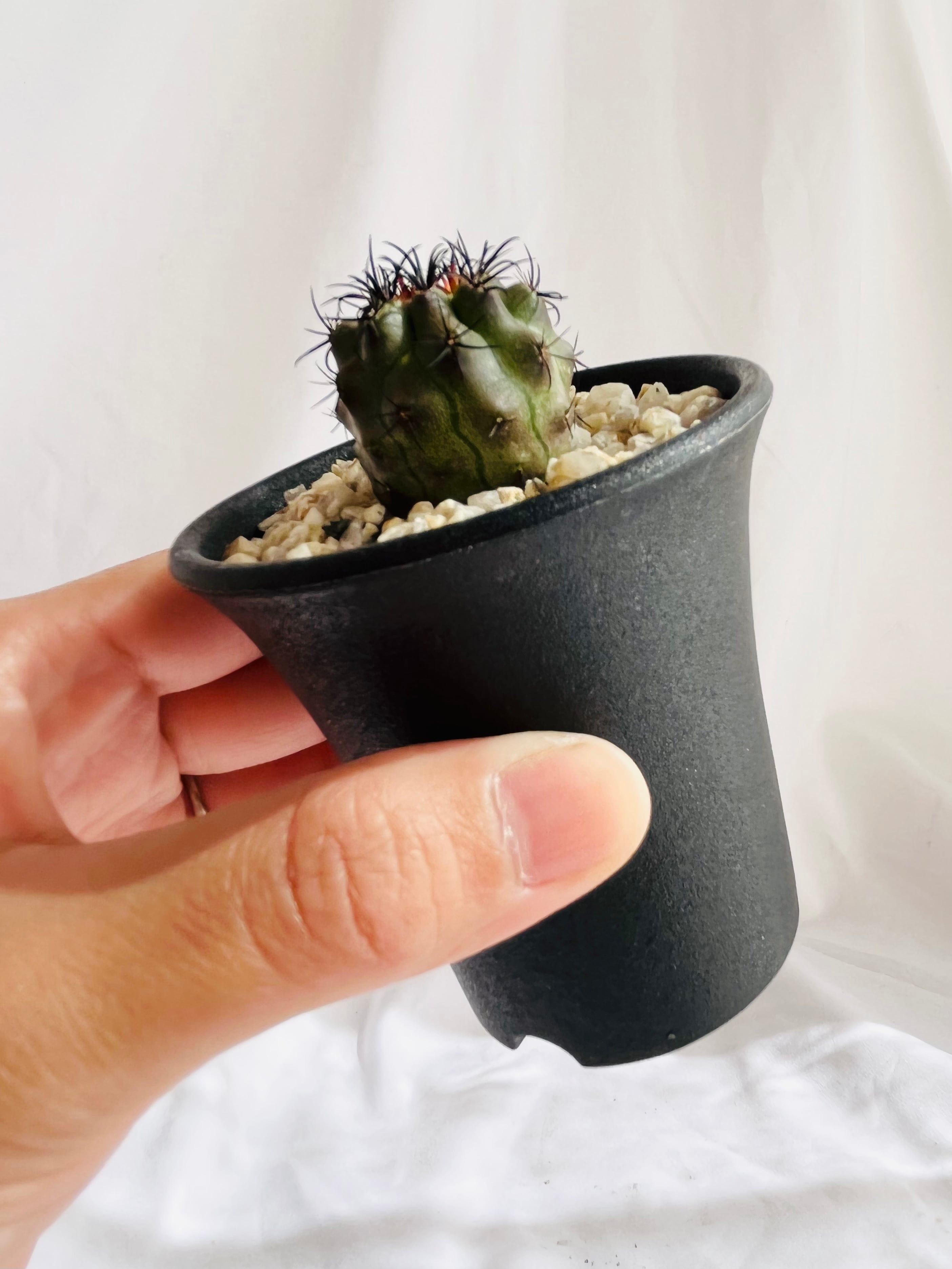 Eriosyce Neoporteria clavat エリオシケ 旧ネオポルテリア 暗黒玉