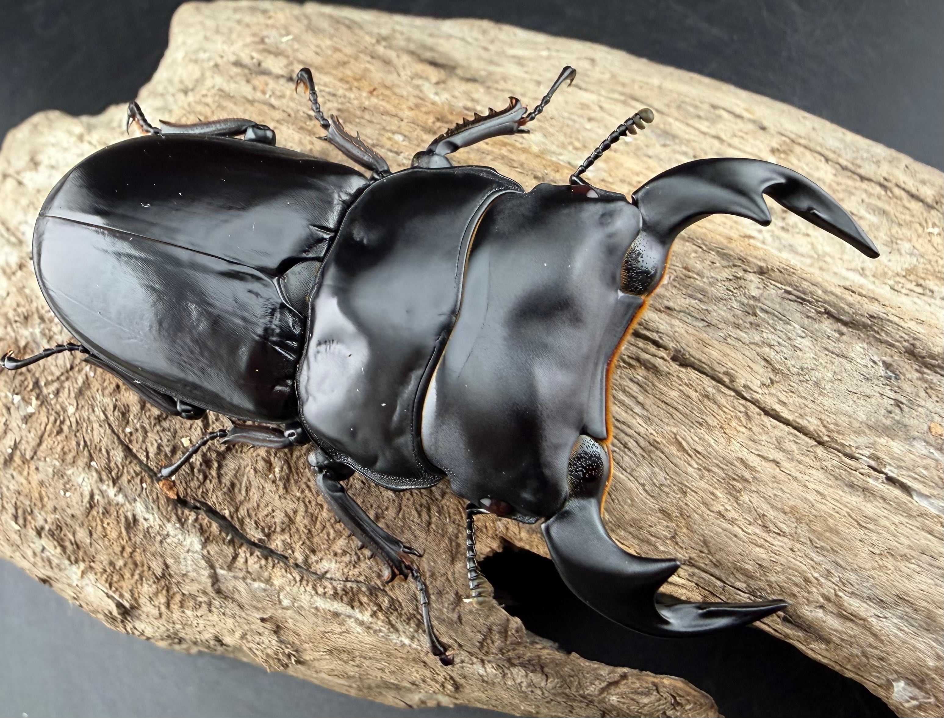 マレーアンタエウス ドルクスマンB血統 75mm ペア》 | KPW公式