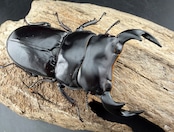 《マレーアンタエウス ドルクスマンB血統 75mm ペア》