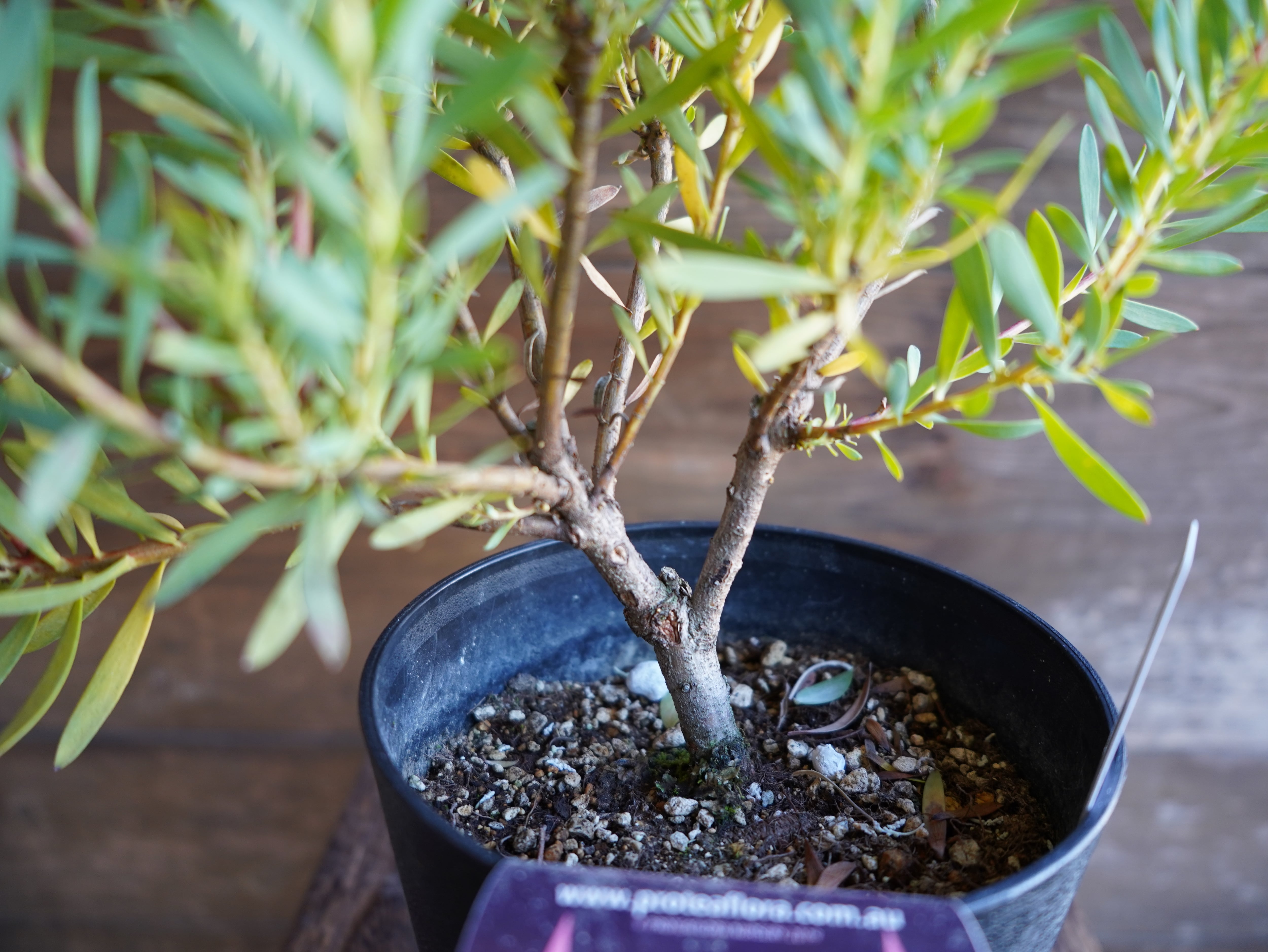 【現物】リューカデンドロン　”Harlequin”　B