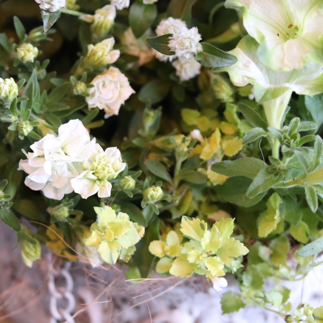 寄せ植え　ペチュニアロイヤルミルクティの寄せ植え｜届いてすぐ飾れる完成品｜玄関にオススメ｜新築・開店祝いギフト｜モンディマンシェ