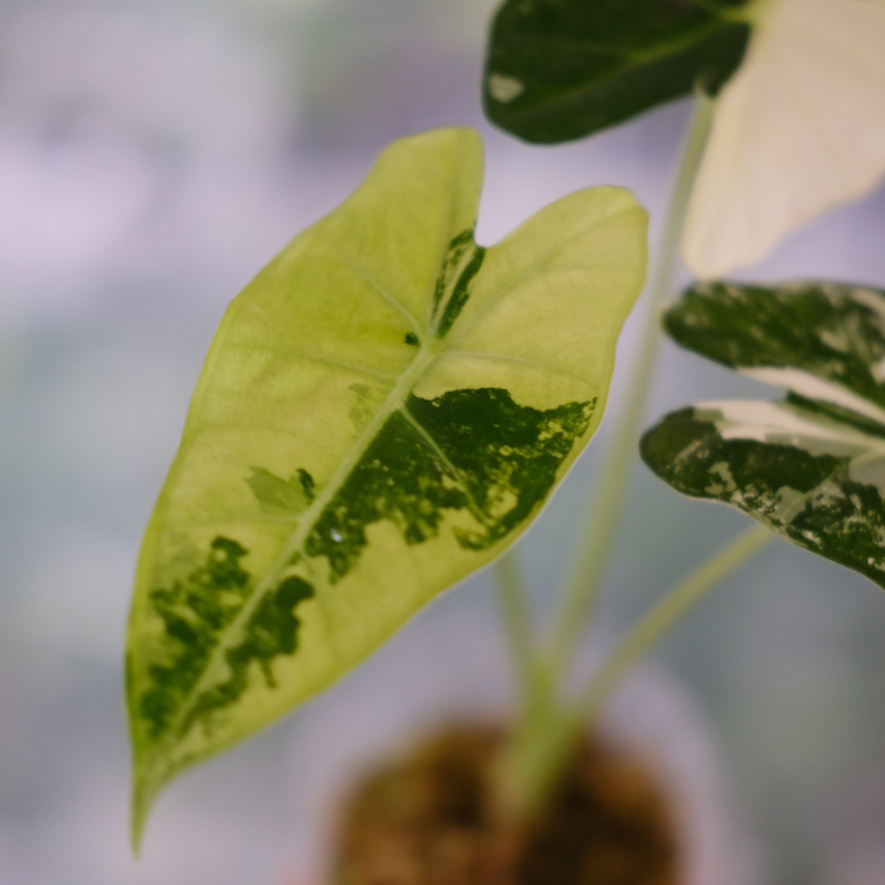 アロカシア グリーンベルベット / Alocasia Green Velvet③ / 観葉植物