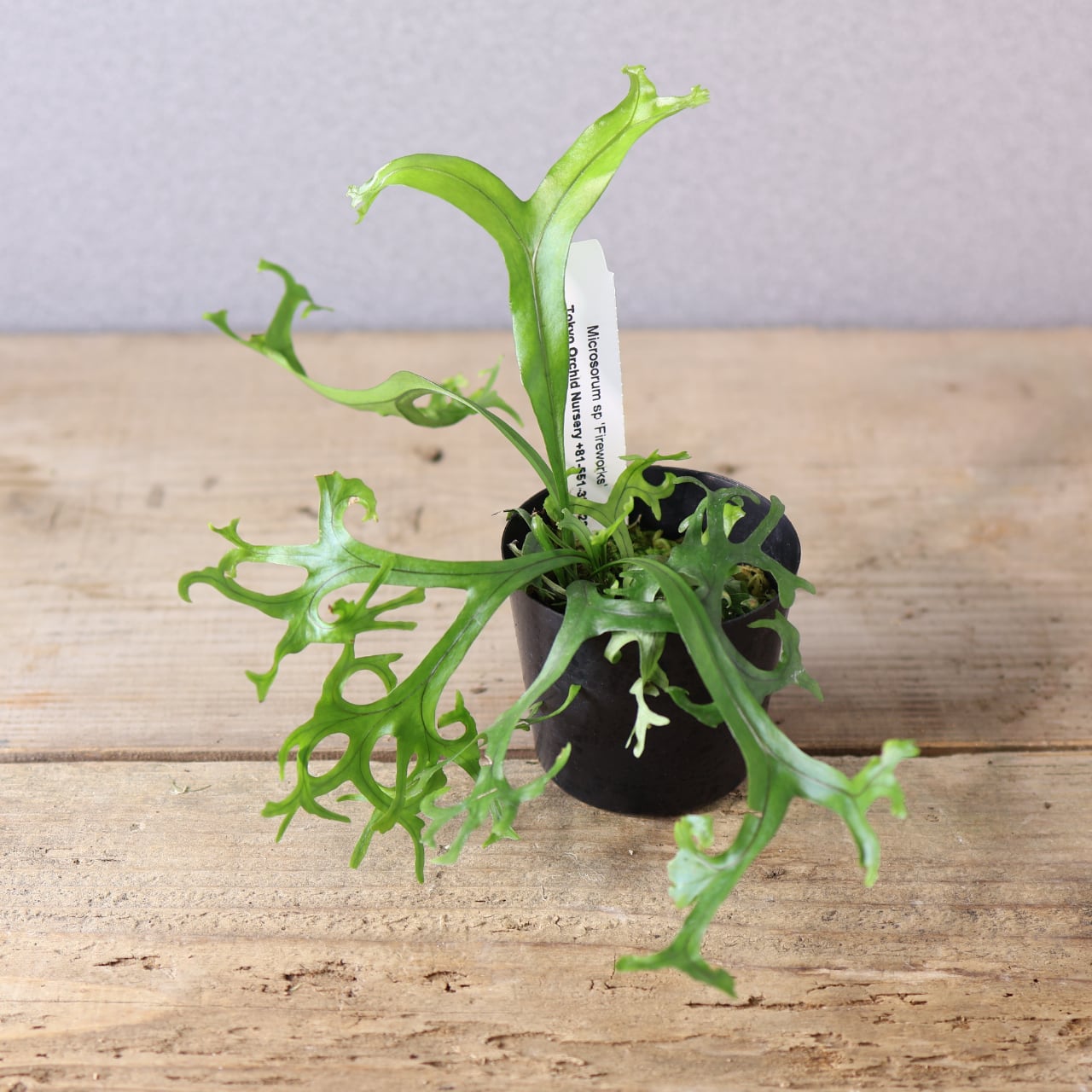 410 弾ける花火『ミクロソラム sp 'Fireworks'』観葉植物 【送料無料