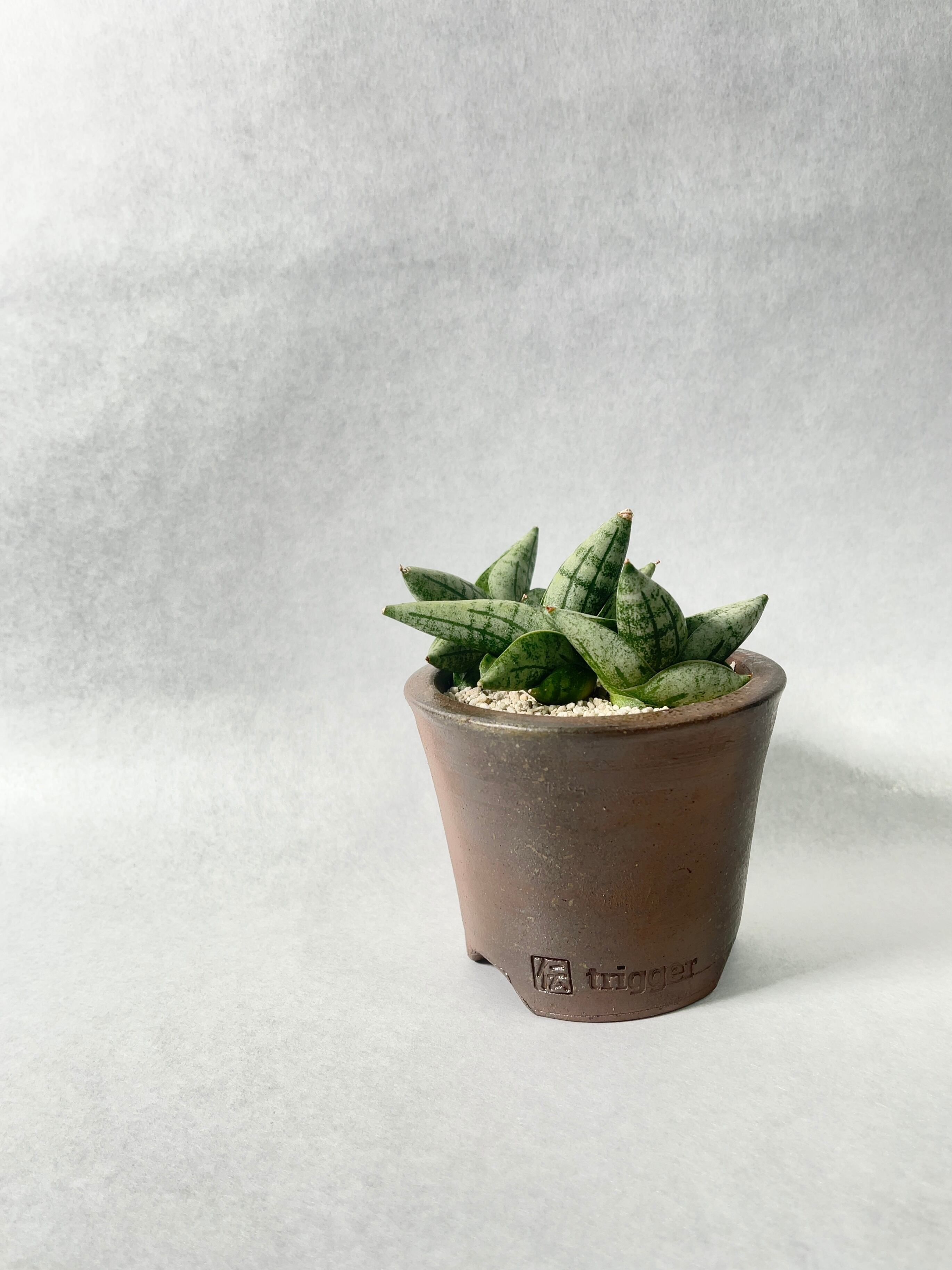 サンセベリア・ボンセレンシスミニ | trigger