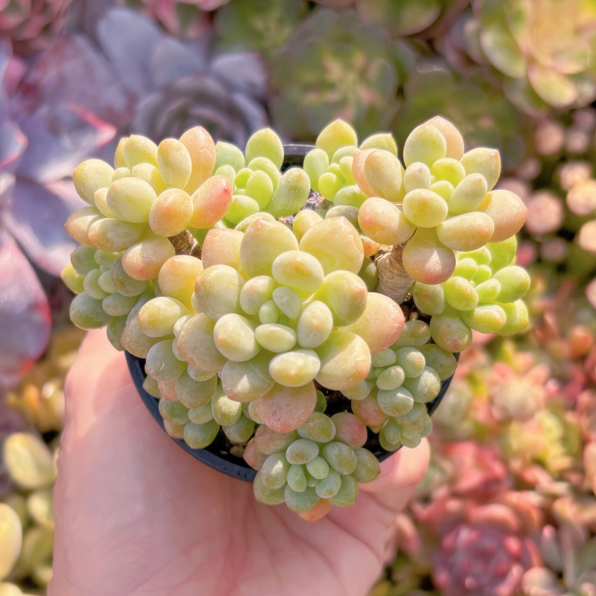 現品　ロココ#632　群生　古株　るる農園