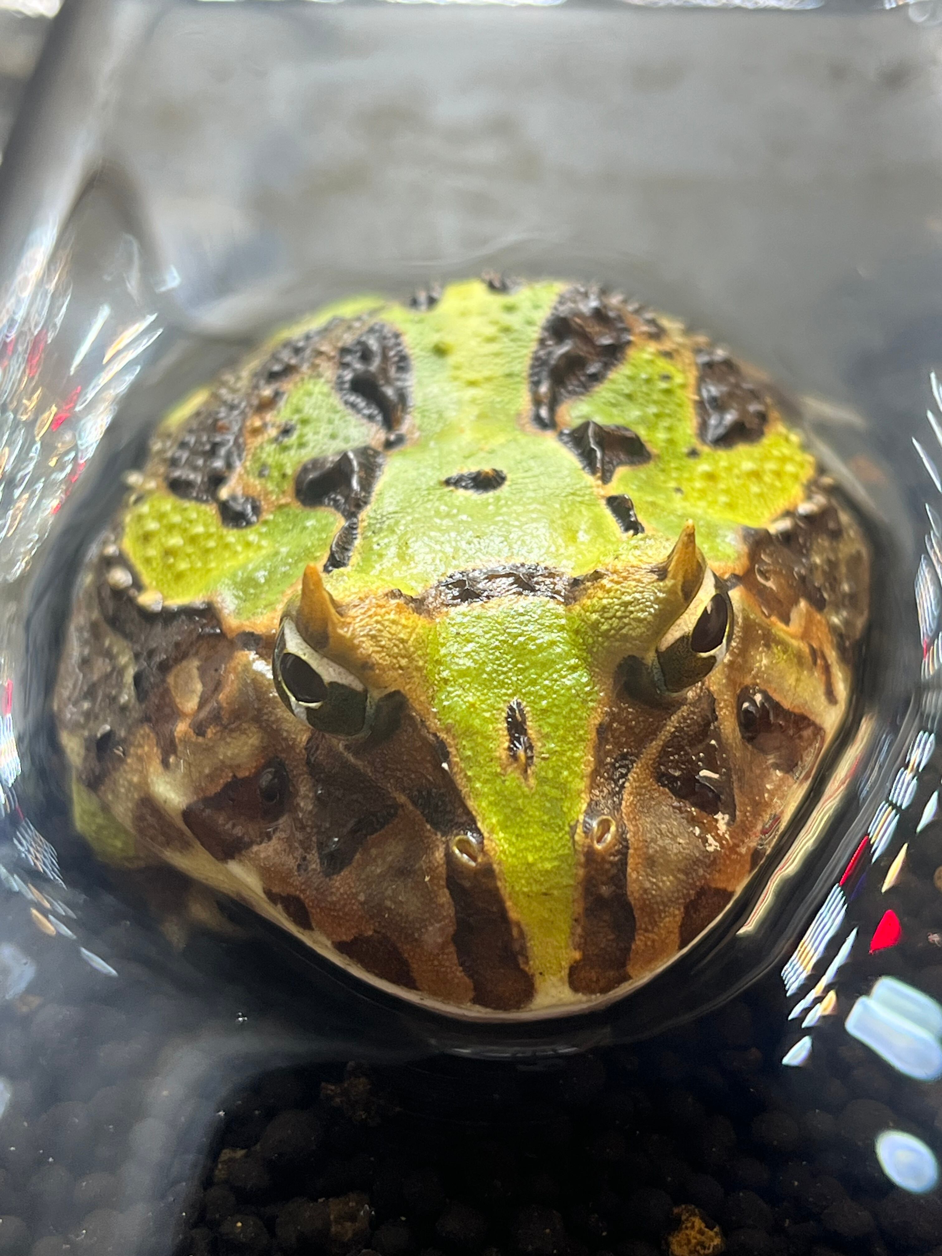 カエル① 爬虫両生類ビジュアルガイド 海老沼剛著 川添宣広写真