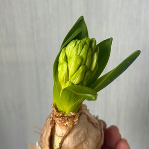 【球根の特別限定品】　球根付き芽出しヒヤシンス　ホワイト　　3本（3球）