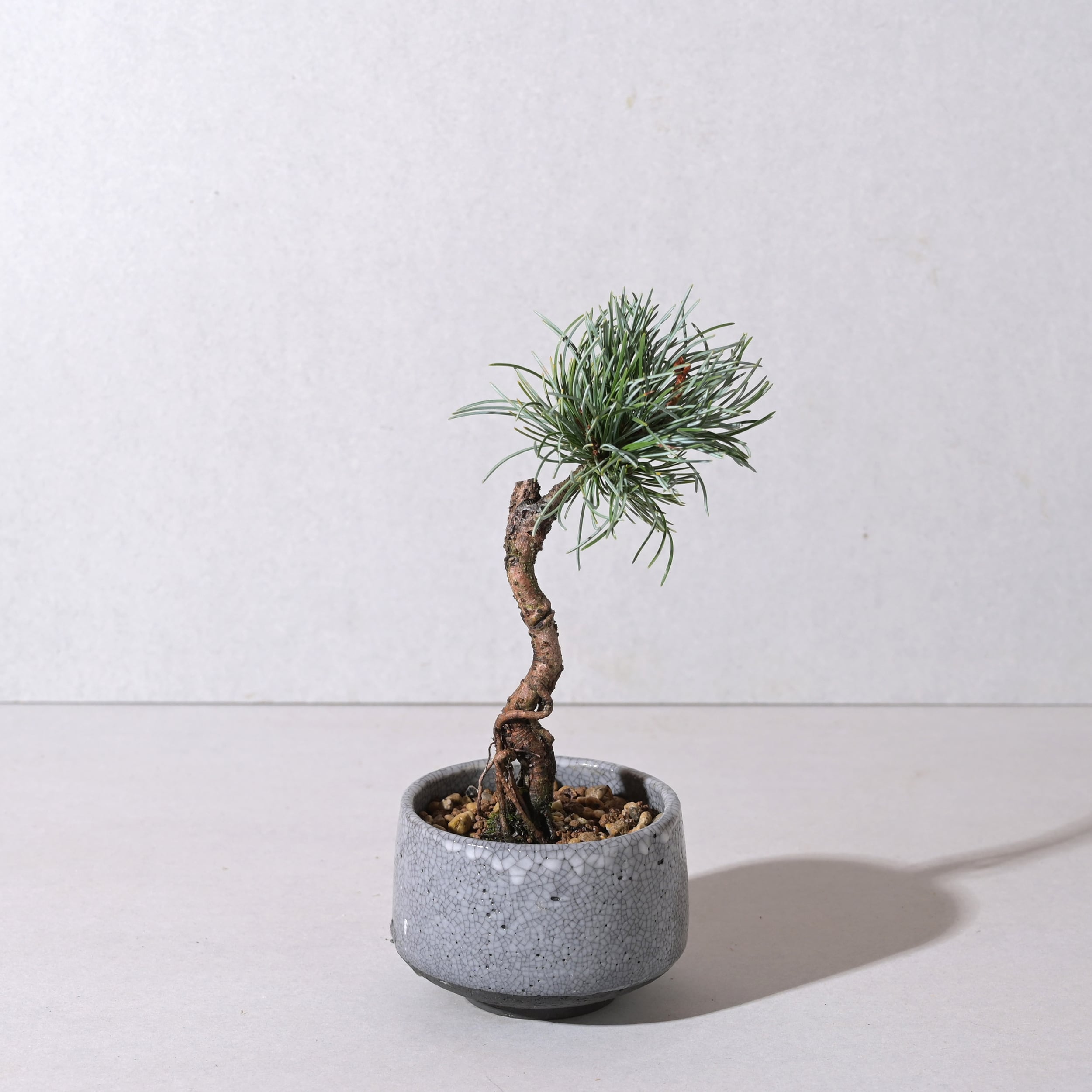 青森　五葉松　根上がり 盆栽 根上がりの松