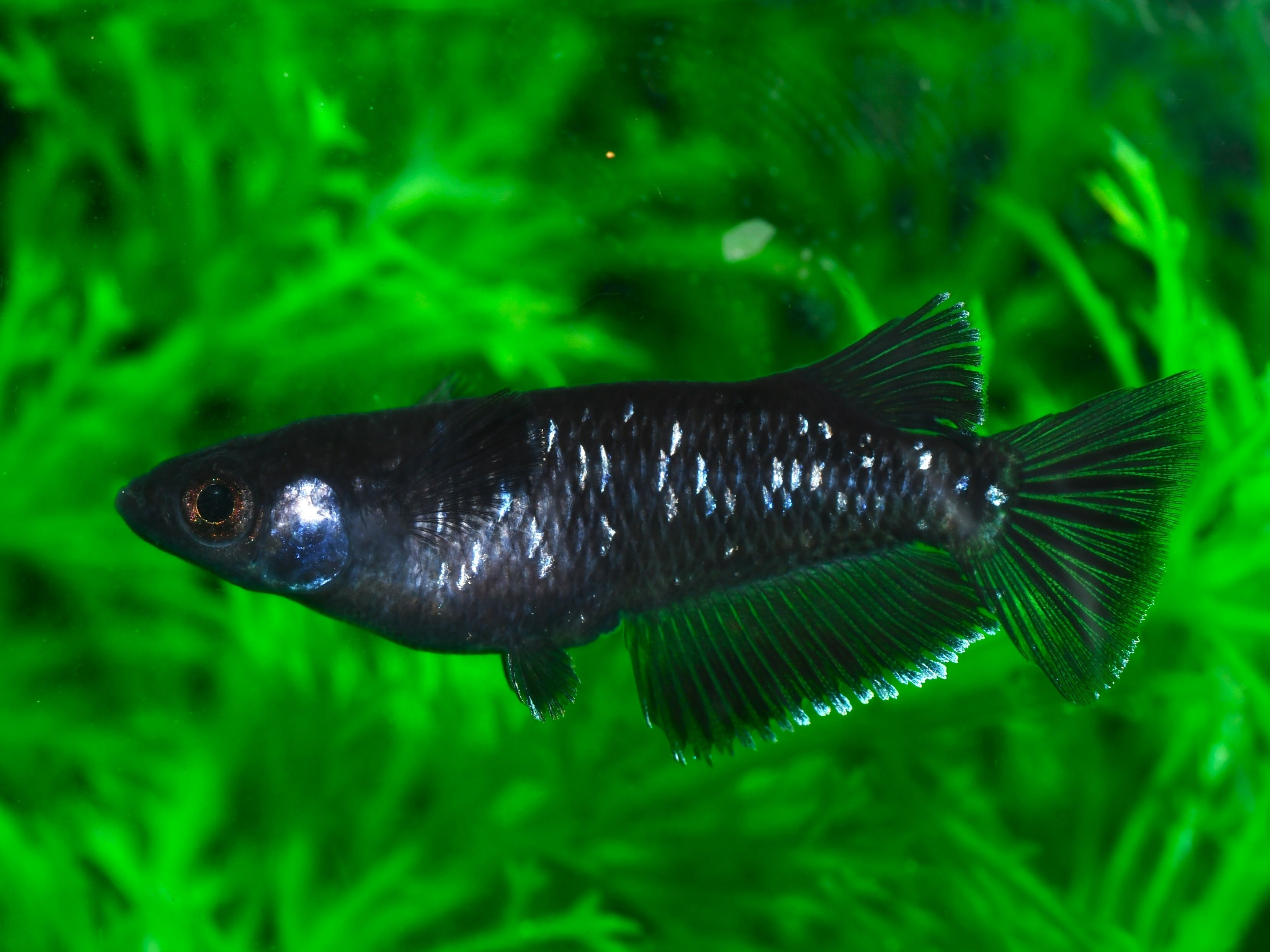 曜変天目【成魚販売】オス2匹 メス2匹 | メダカめだかのネット販売ショップ