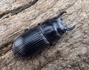 【WD】《ニュートンネブト 16mm ペア》