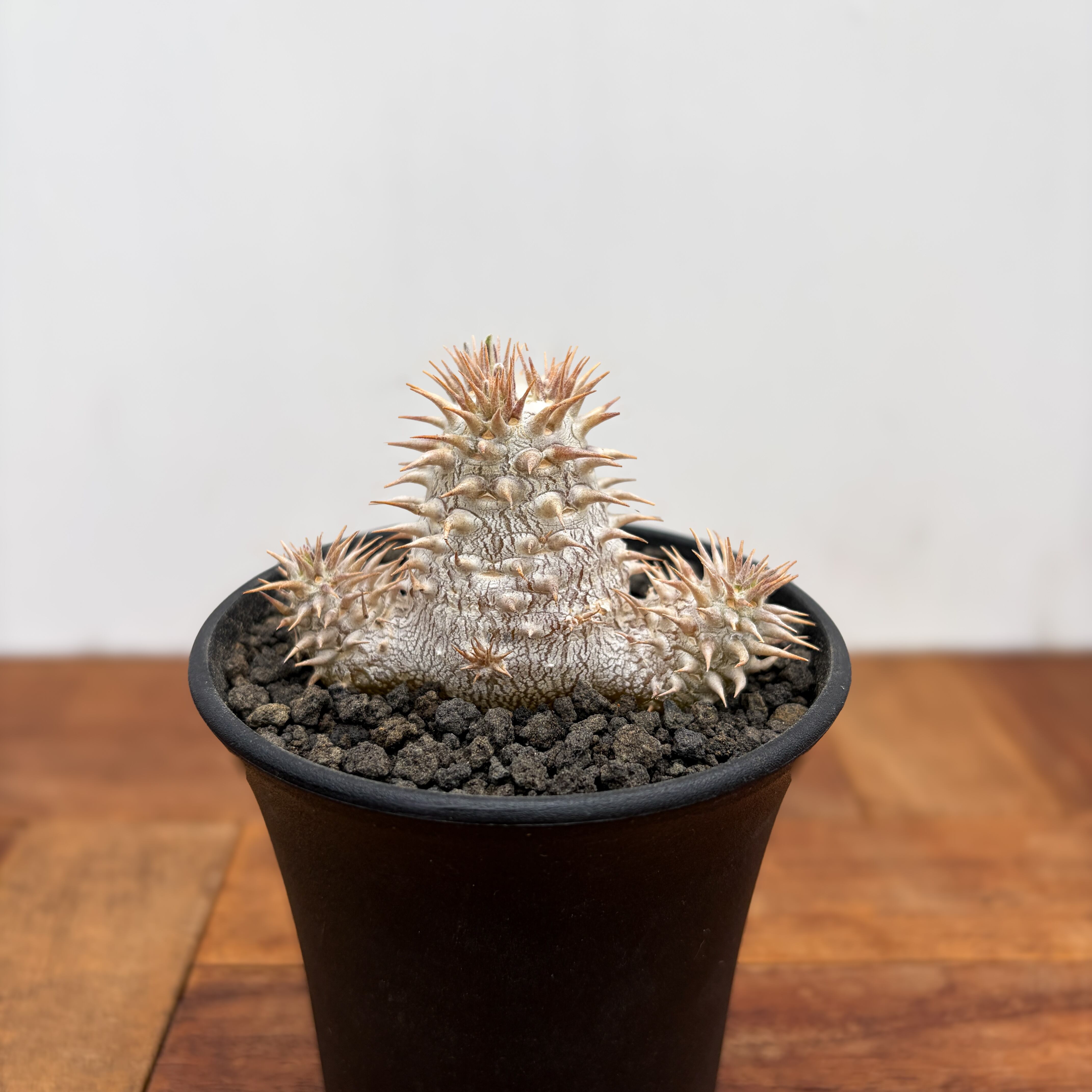 Pachypodium Lealii【パキポディウム・レアリー・実生】 | RIMO'S