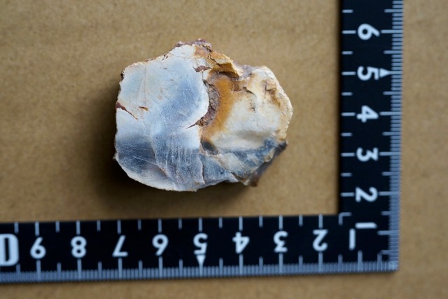 珪化木 Araucarioxylon 21