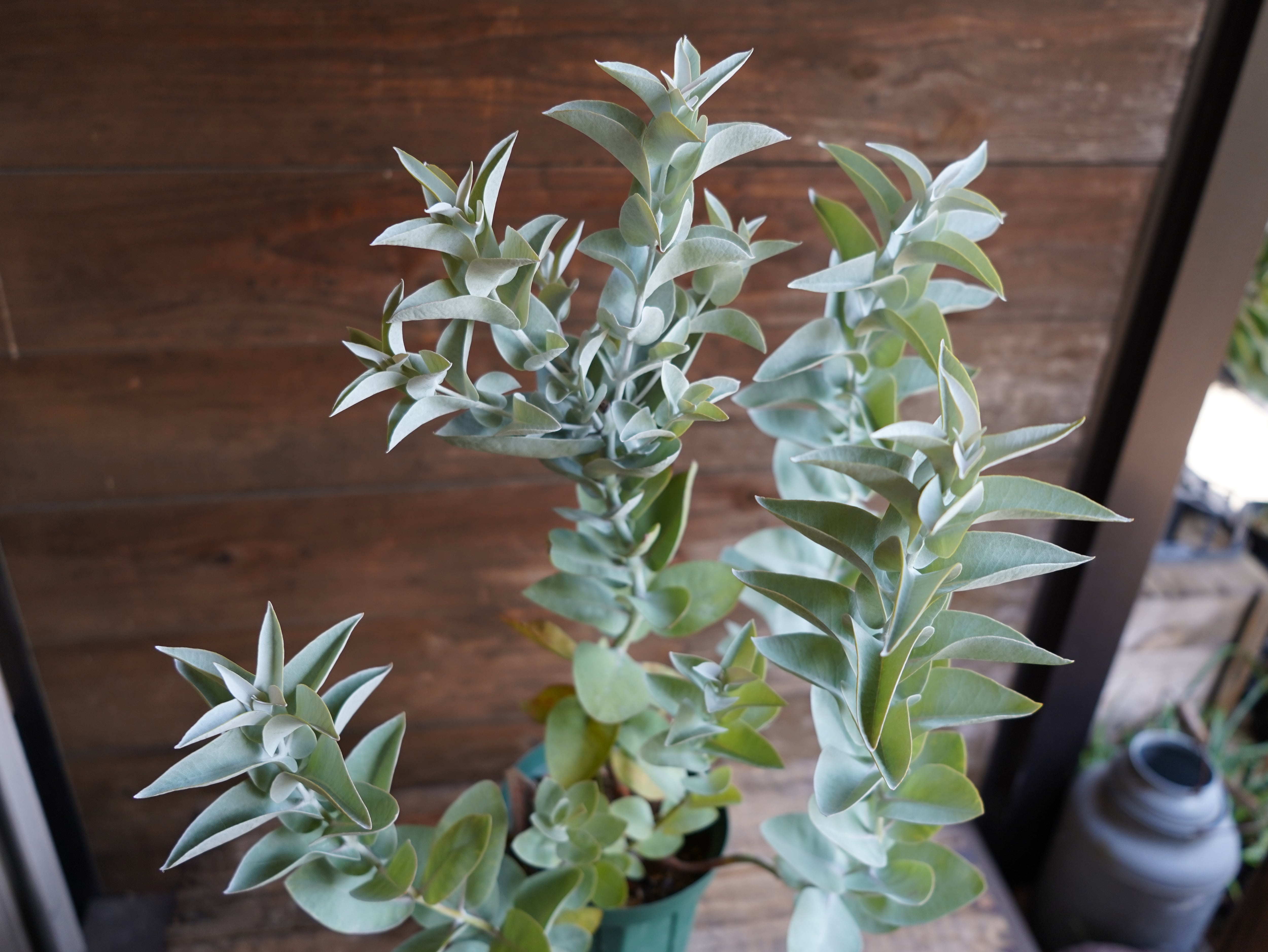 【現物】ユーカリ ”マクロカルパ”