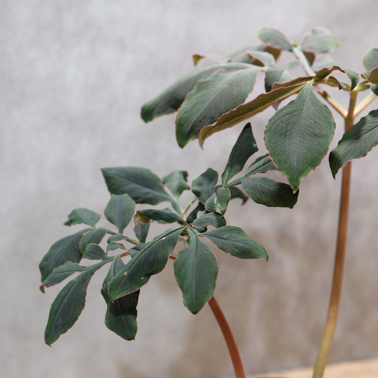 333 怪植物の美『アモルフォファルス・アトロビリディス』観葉植物