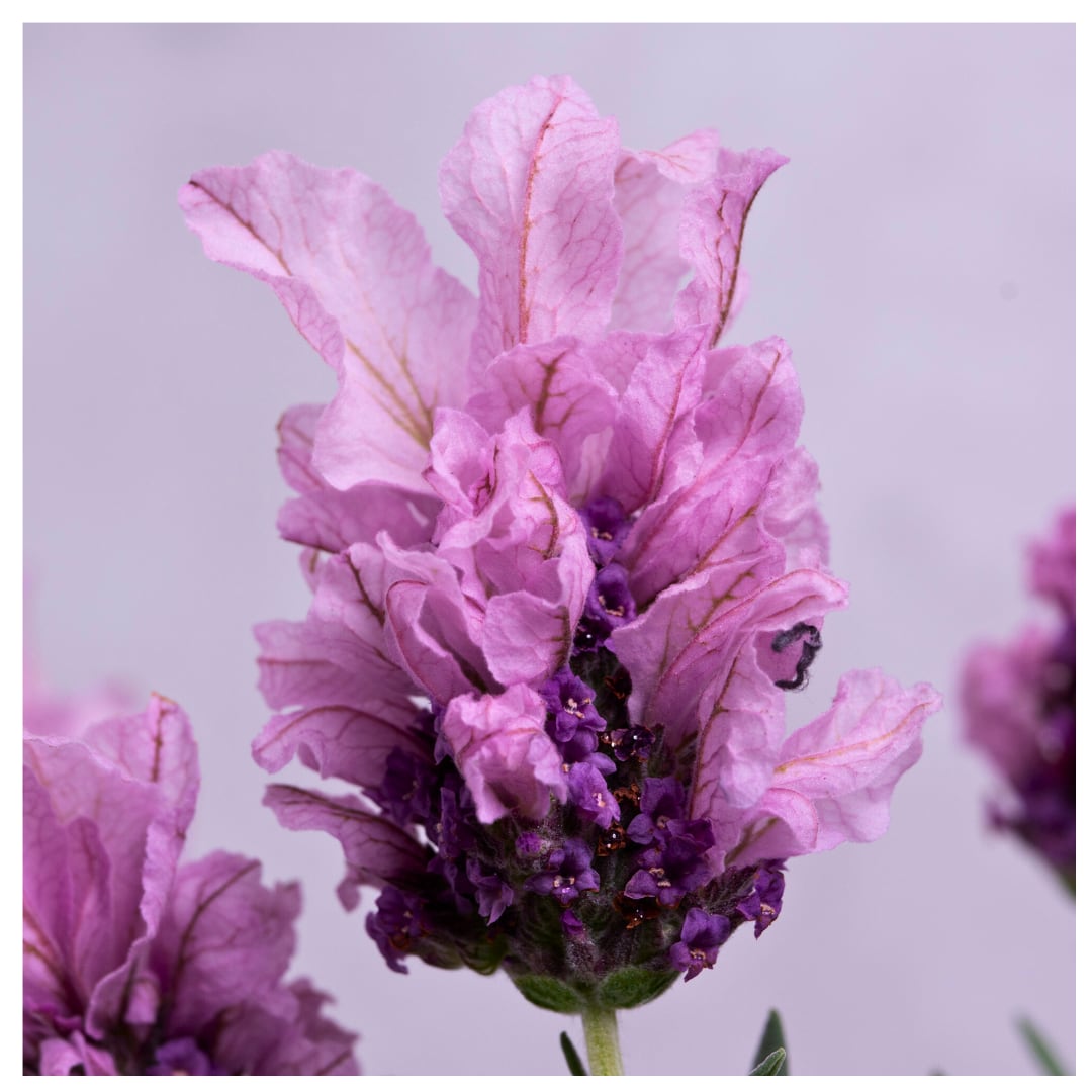 フレンチラベンダー:ラビッシュ・ピンク(4号)最新品種 大輪 ラビッシュシリーズ ウサギ耳ラベンダー 耐寒性多年草 ラベンダーピンク