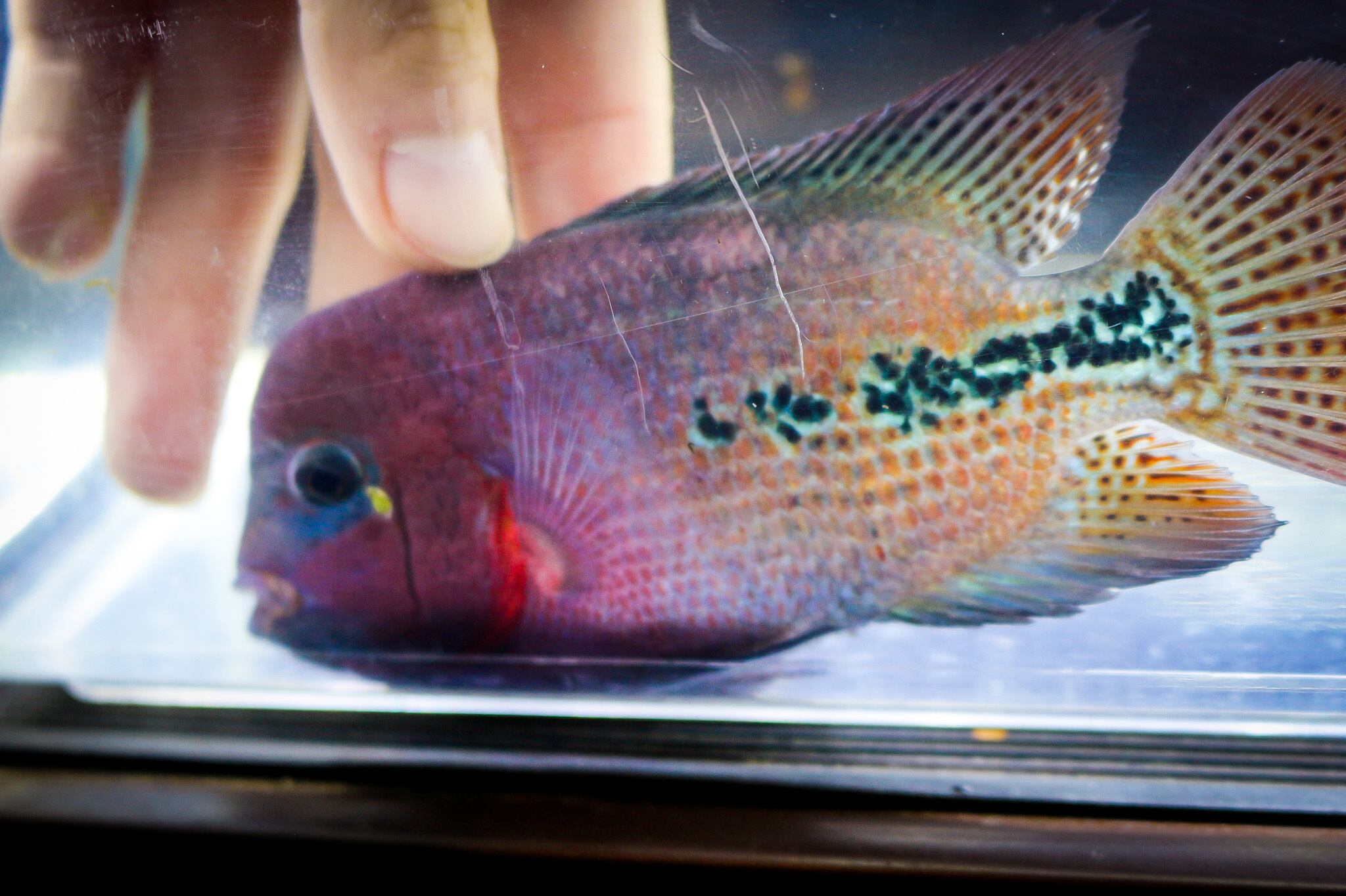 セブンブロッドヴィエジャ Jupiter No 1 新アメリカンシクリッド アクアショップ 青 セブンブロッドヴィエジャ Jupiter No 1 新アメリカンシクリッド アクアショップ 青