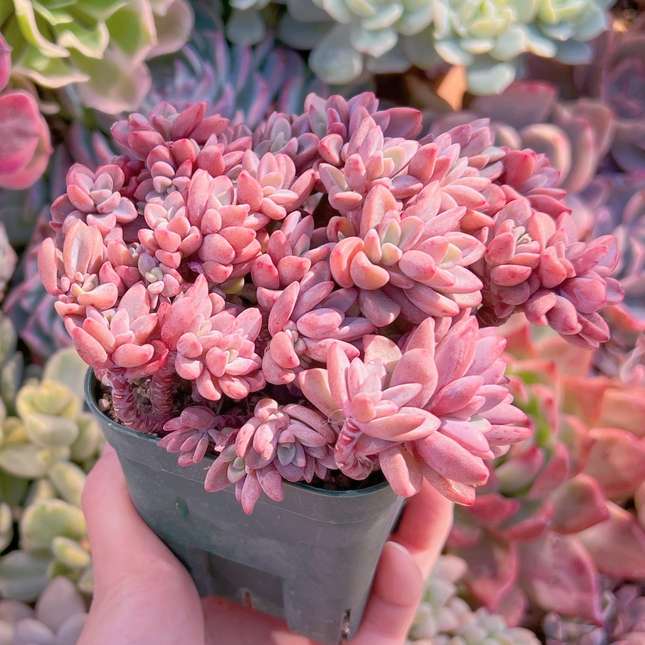 現品 レズリー#1124 群生 るる農園 | るる農園~多肉植物専門