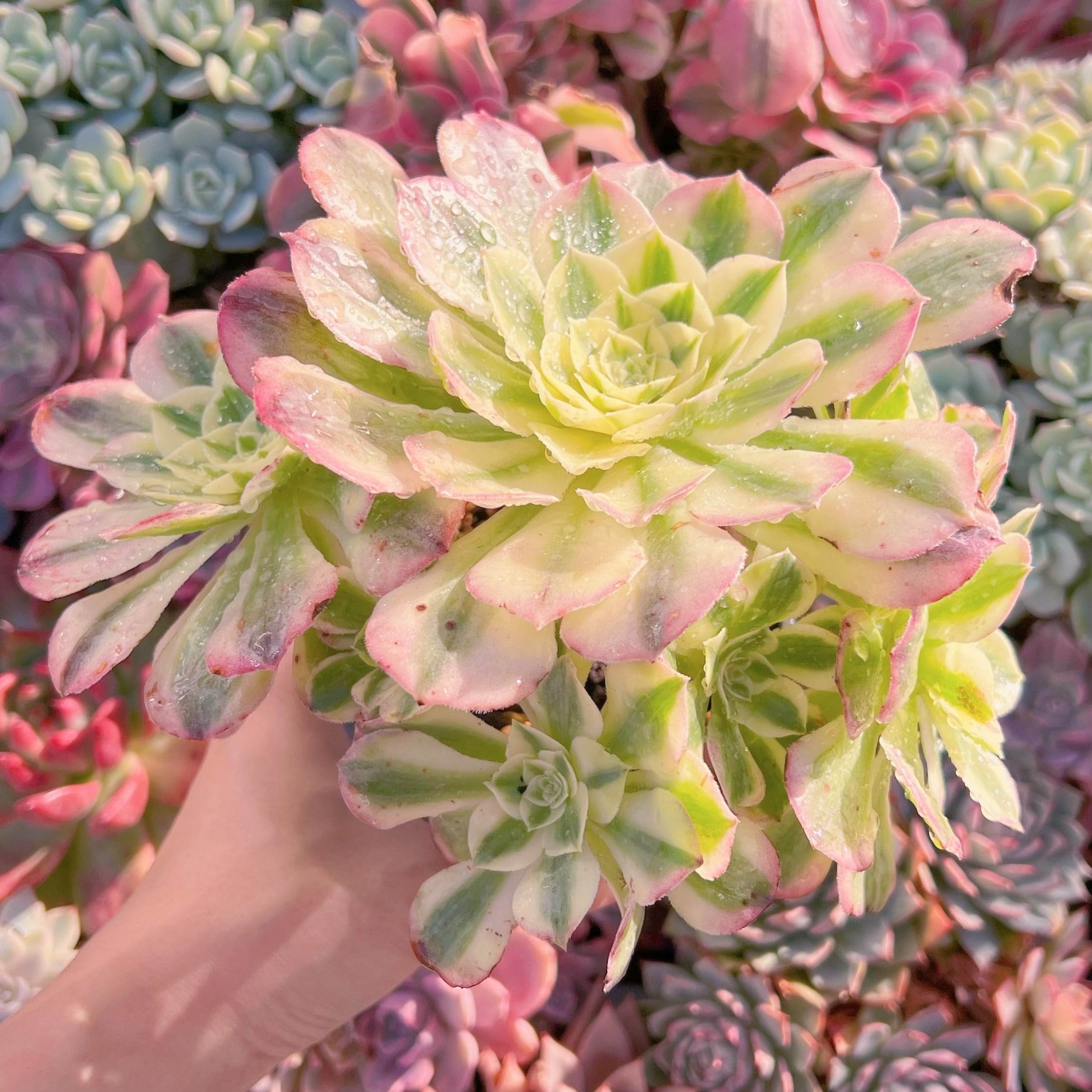 現品　美人鏡錦#A64　群生　新入荷　るる農園