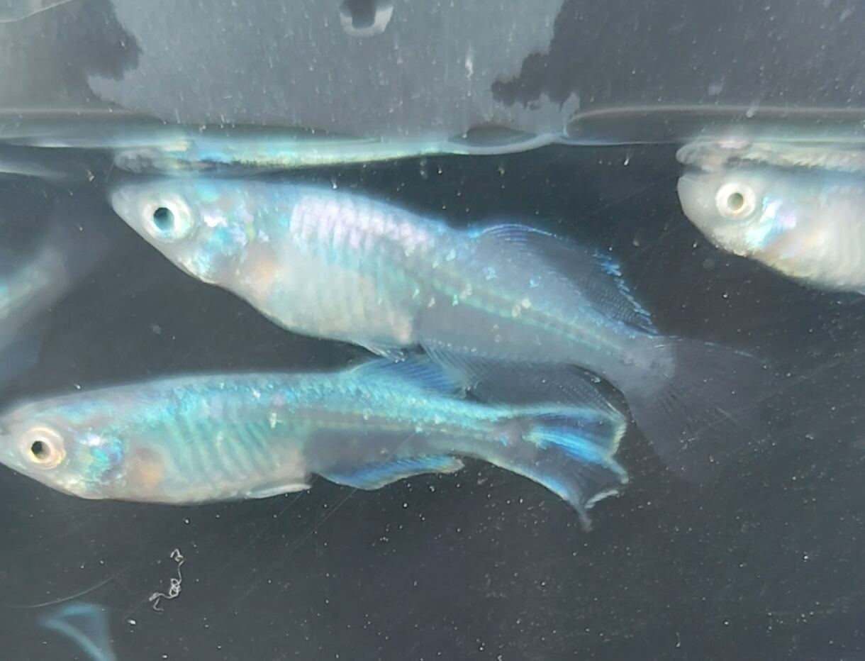 【ラメＭＩＸメダカ　画像の個体すべて】　※発送日限定・説明欄を必ずご覧ください。