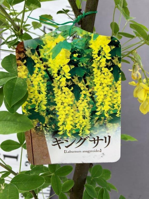 樹と花 樹木 | 日本ライン花木センター