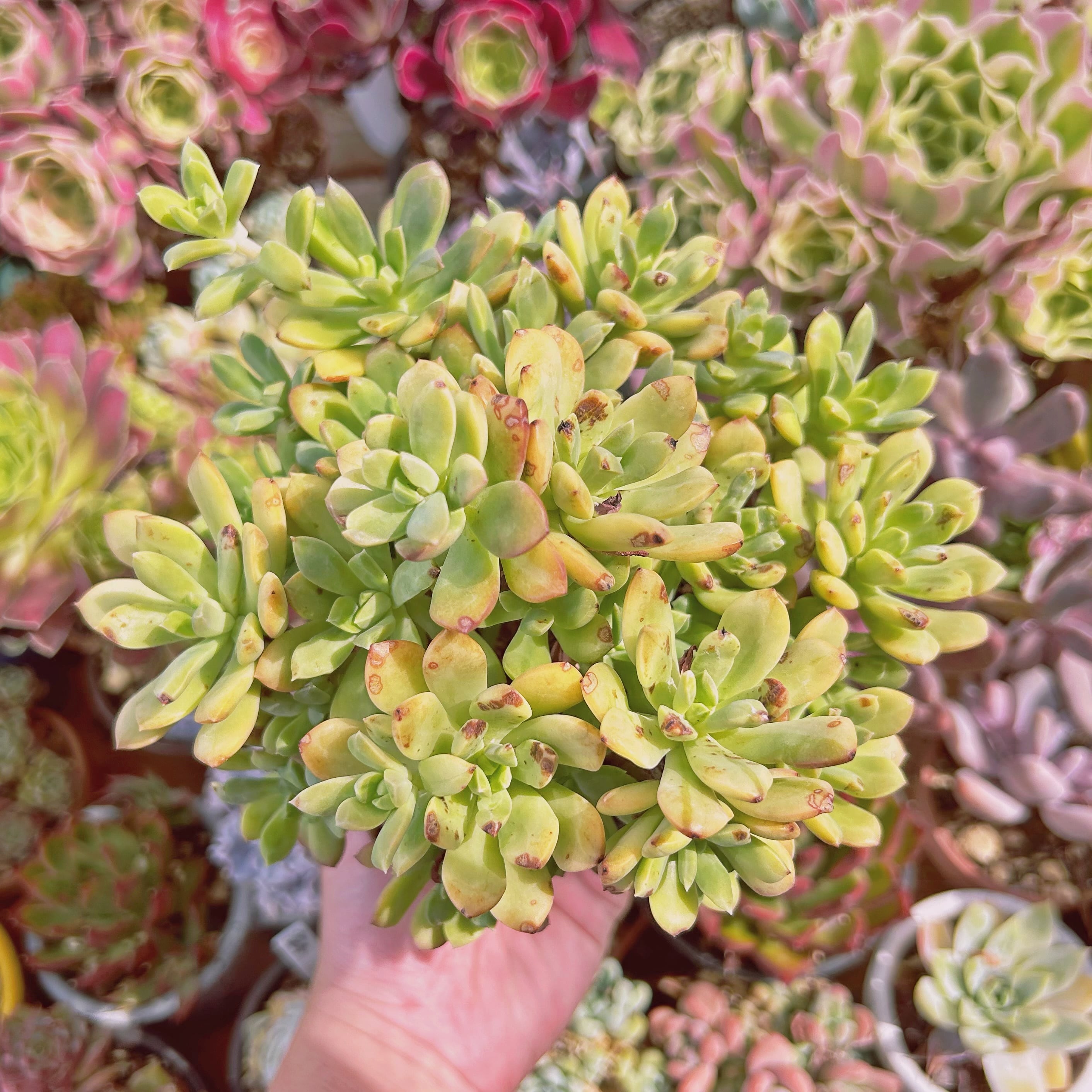 現物　多肉植物　ミニベル錦　特大　抜き苗