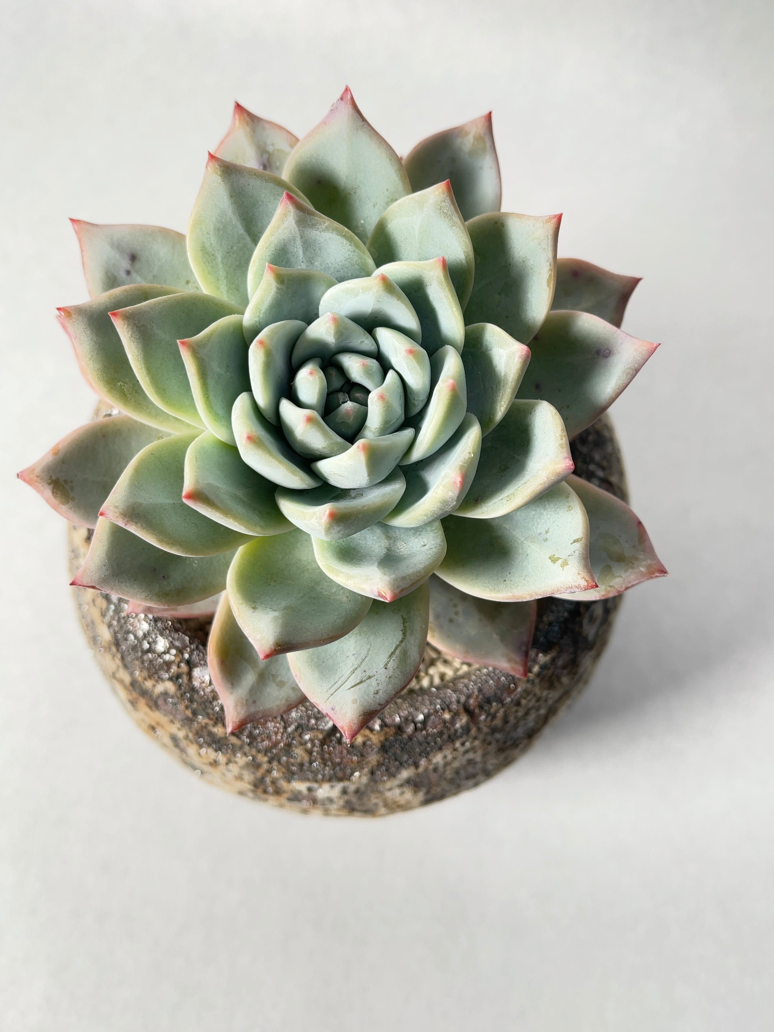 582多肉植物 エケベリアブルーバードシャンパン 25株 超美苗 サボテン