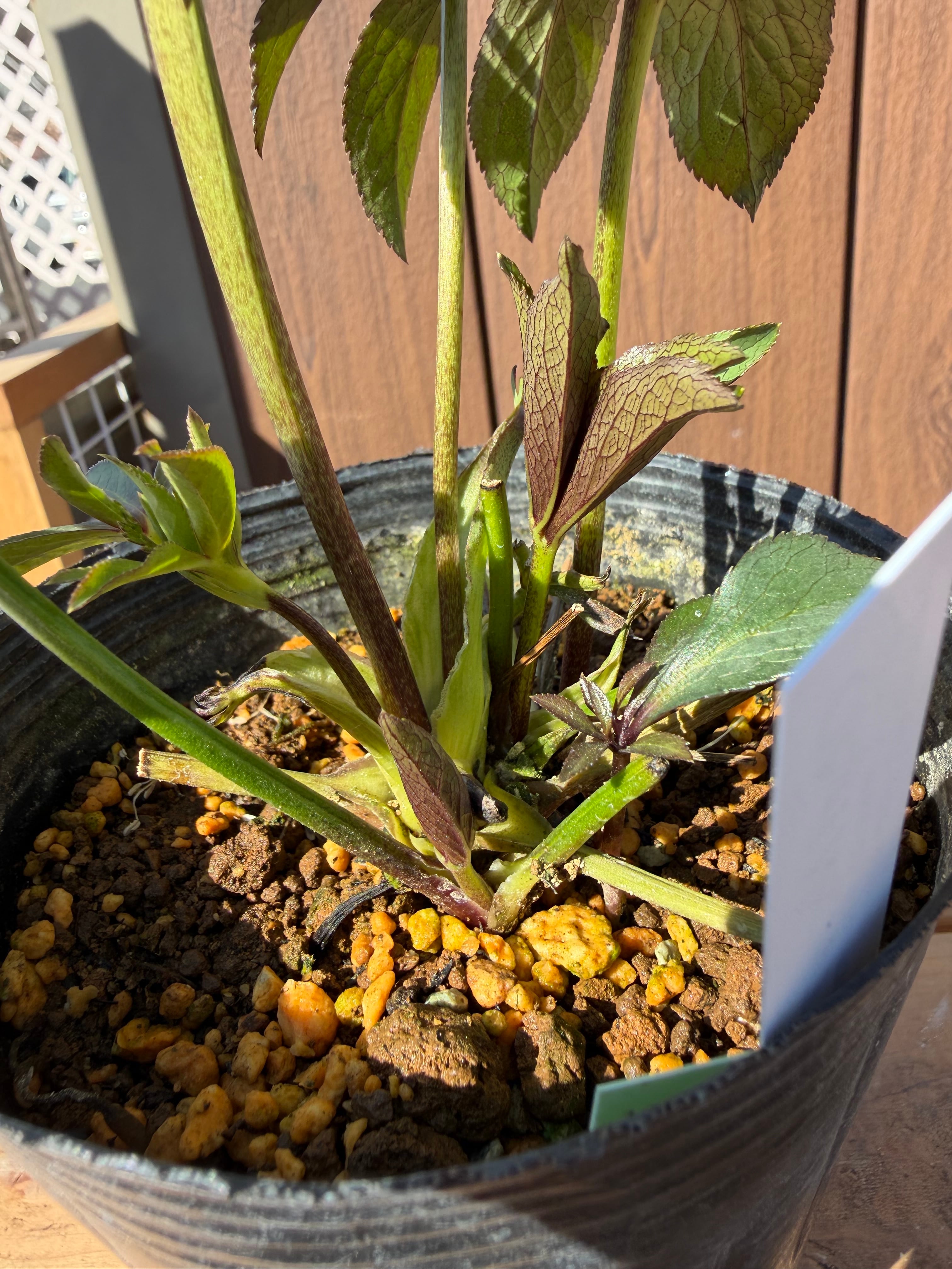 ポーセリンhyb.dd 大木ナーサリー クリスマスローズ【Og14】送料無料