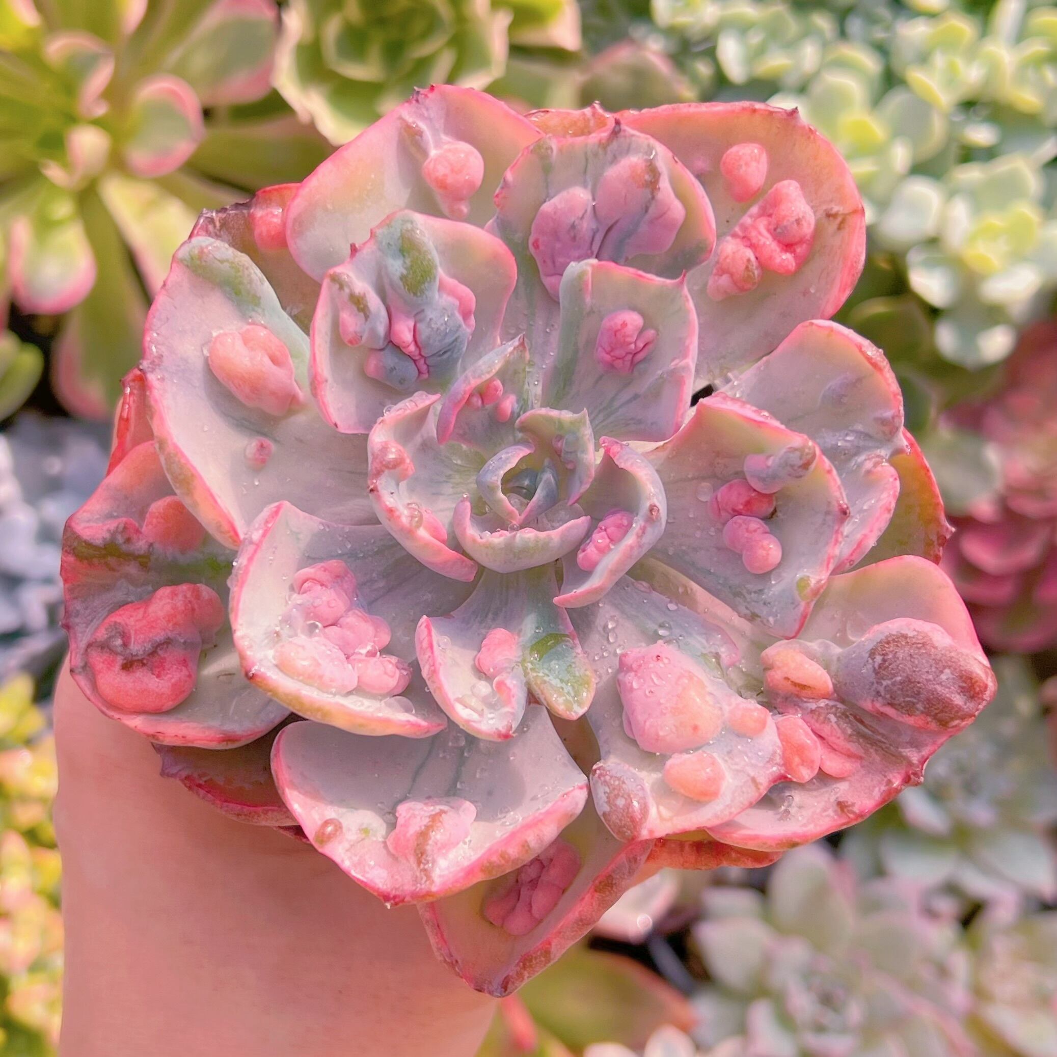 現品　ビヨンセ錦#657　るる農園