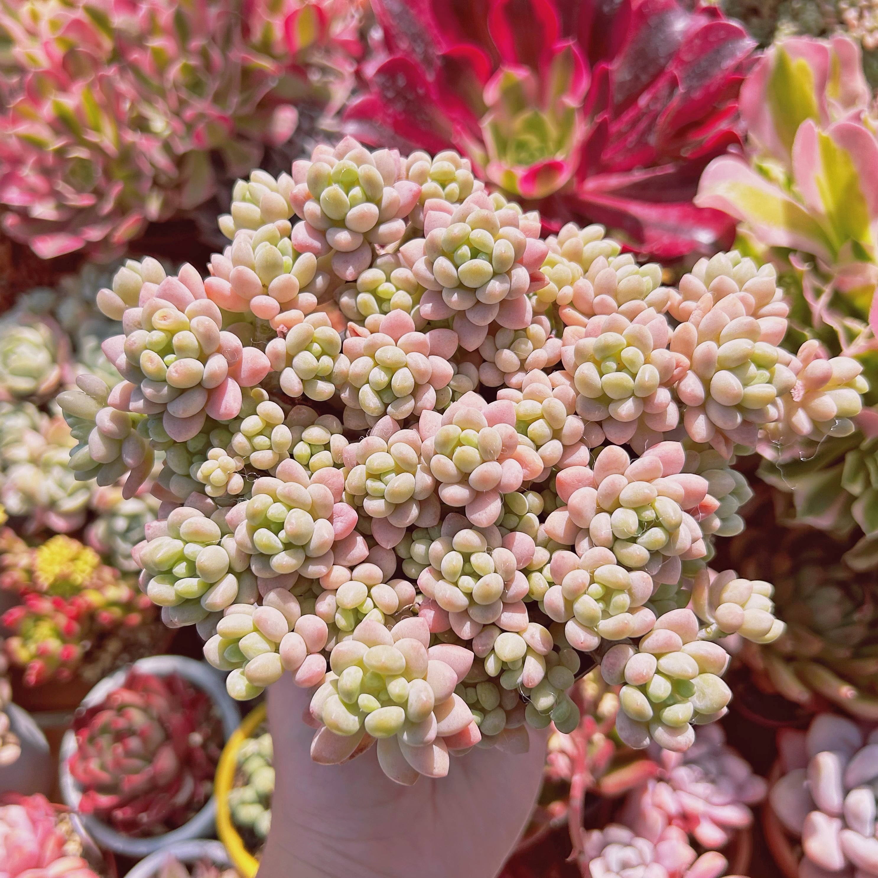 #823現物　多肉植物　ロココ　特大