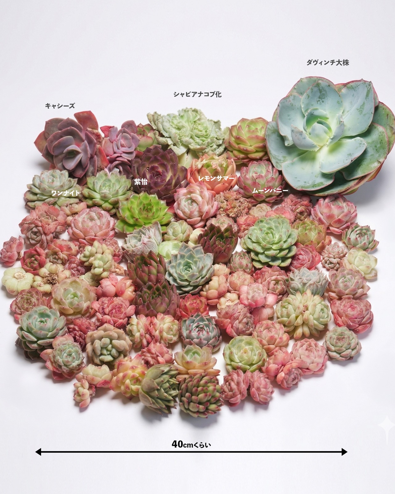 【限定1セット・送料込】ゆうパック新型60サイズ満タン！ 70株超 多肉植物ボリュームセット