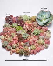 【限定1セット・送料込】ゆうパック新型60サイズ満タン！ 70株超 多肉植物ボリュームセット