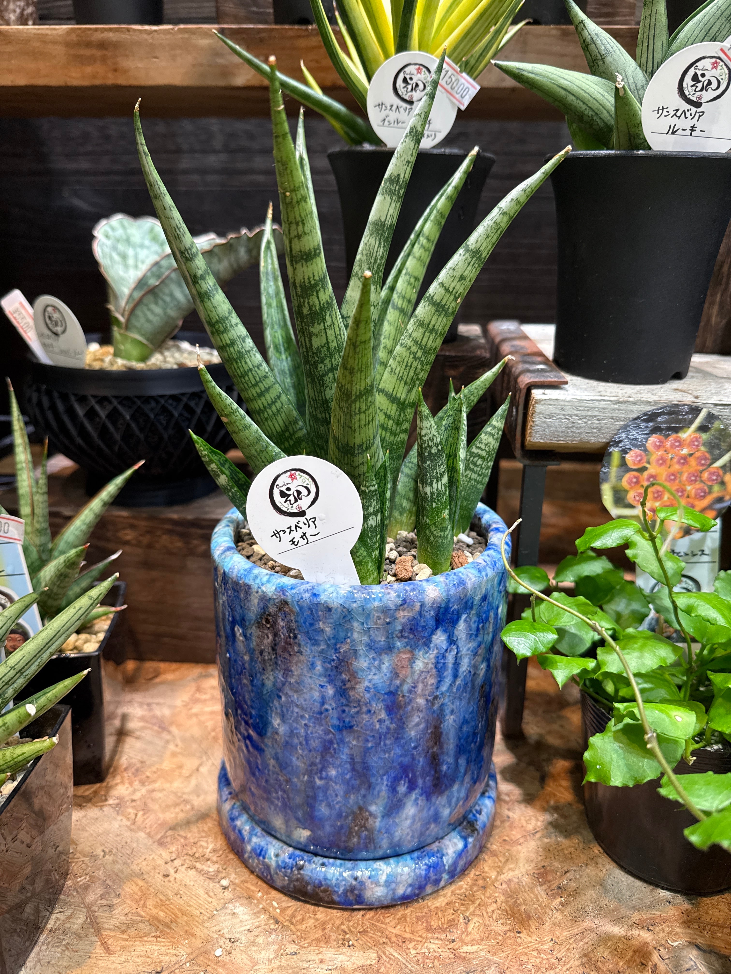 パキポディウム イノピナツム no.13〈発根済み〉 | Pay ID