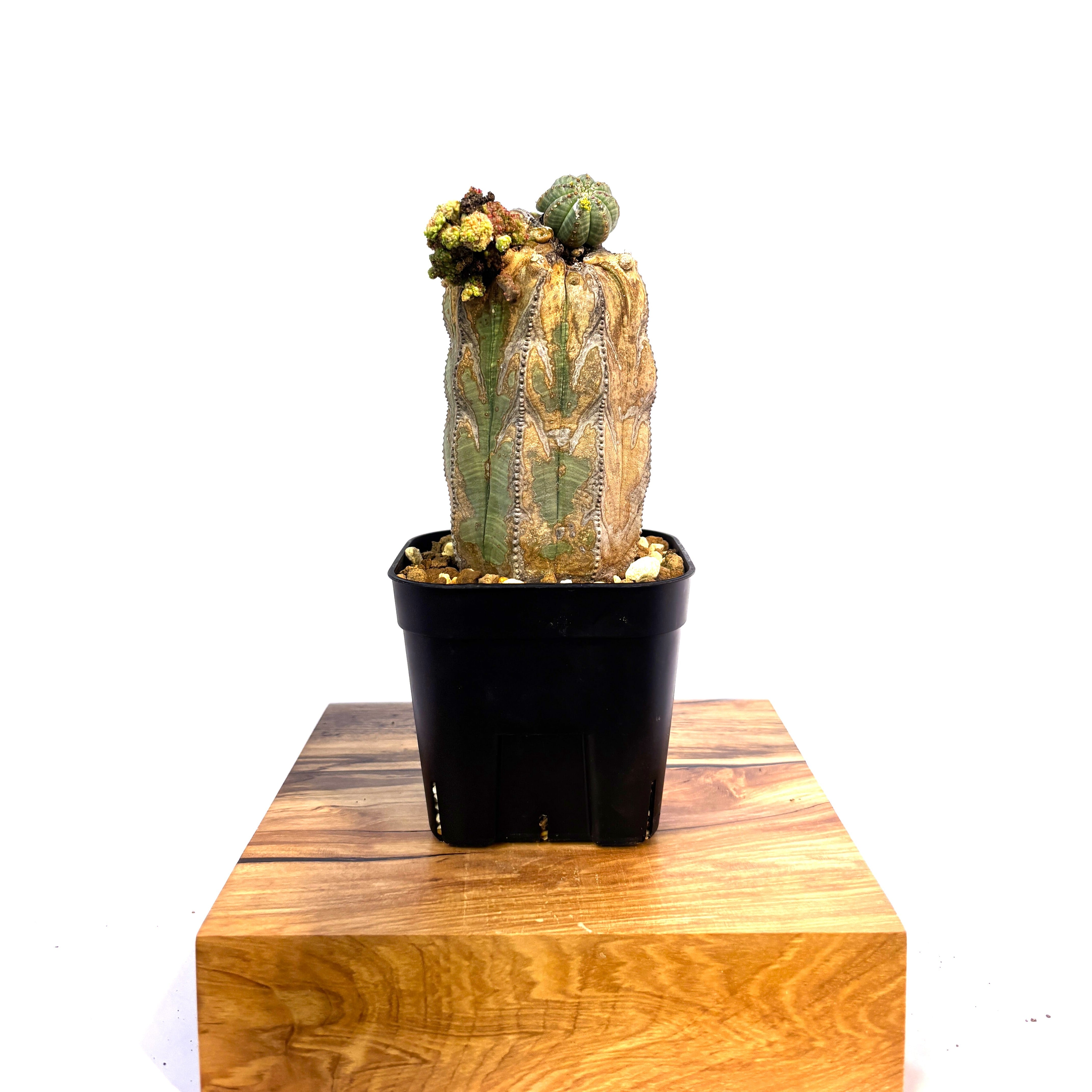 Euphorbia obesa 'Old Wood' - Mutant Tower (Raw Specimen