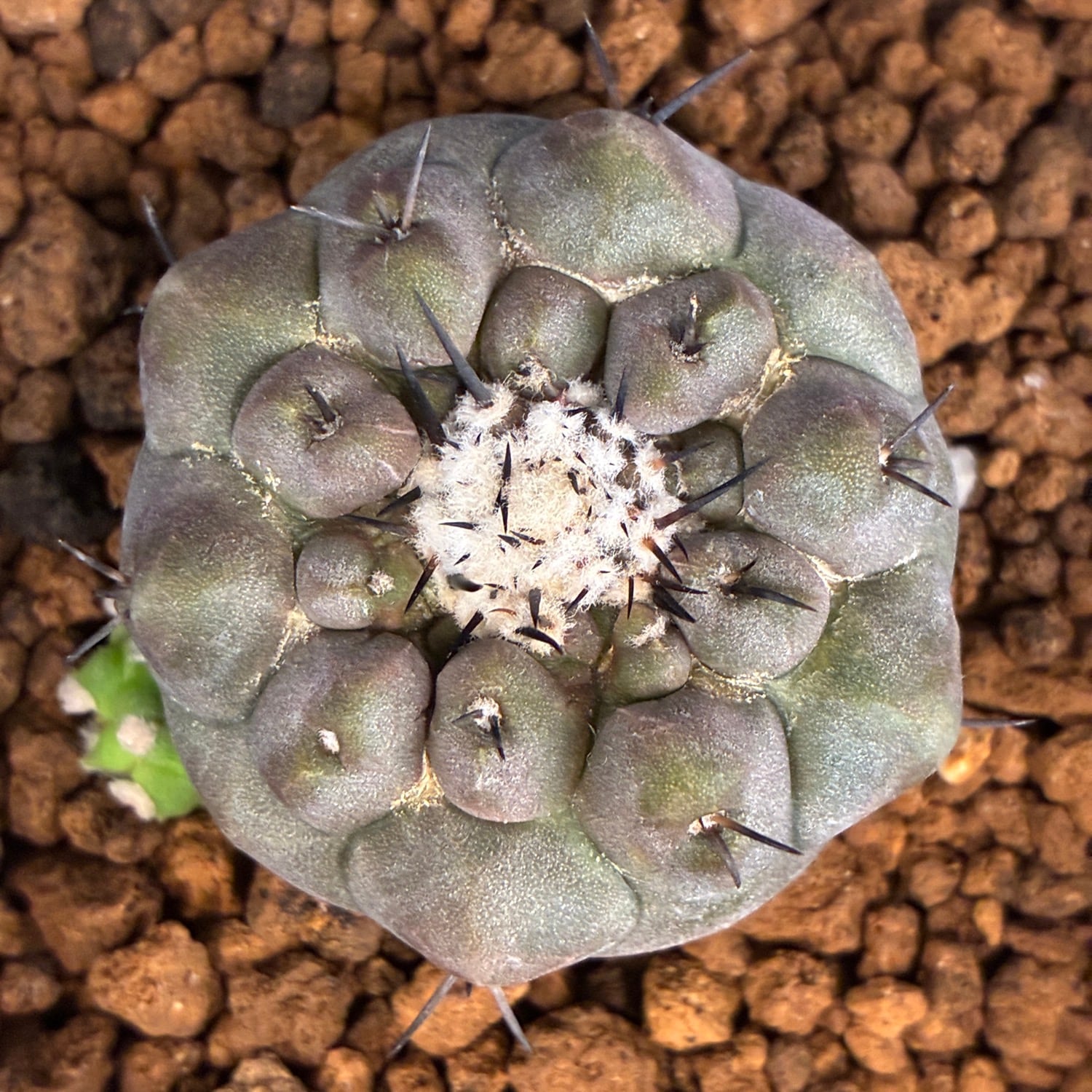 Copiapoa】サボテン コピアポア 黒王丸実生【857】 | PROTOLEAF プロト