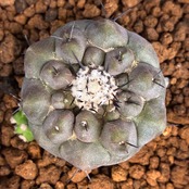 【Copiapoa】サボテン　コピアポア　黒王丸実生【857】