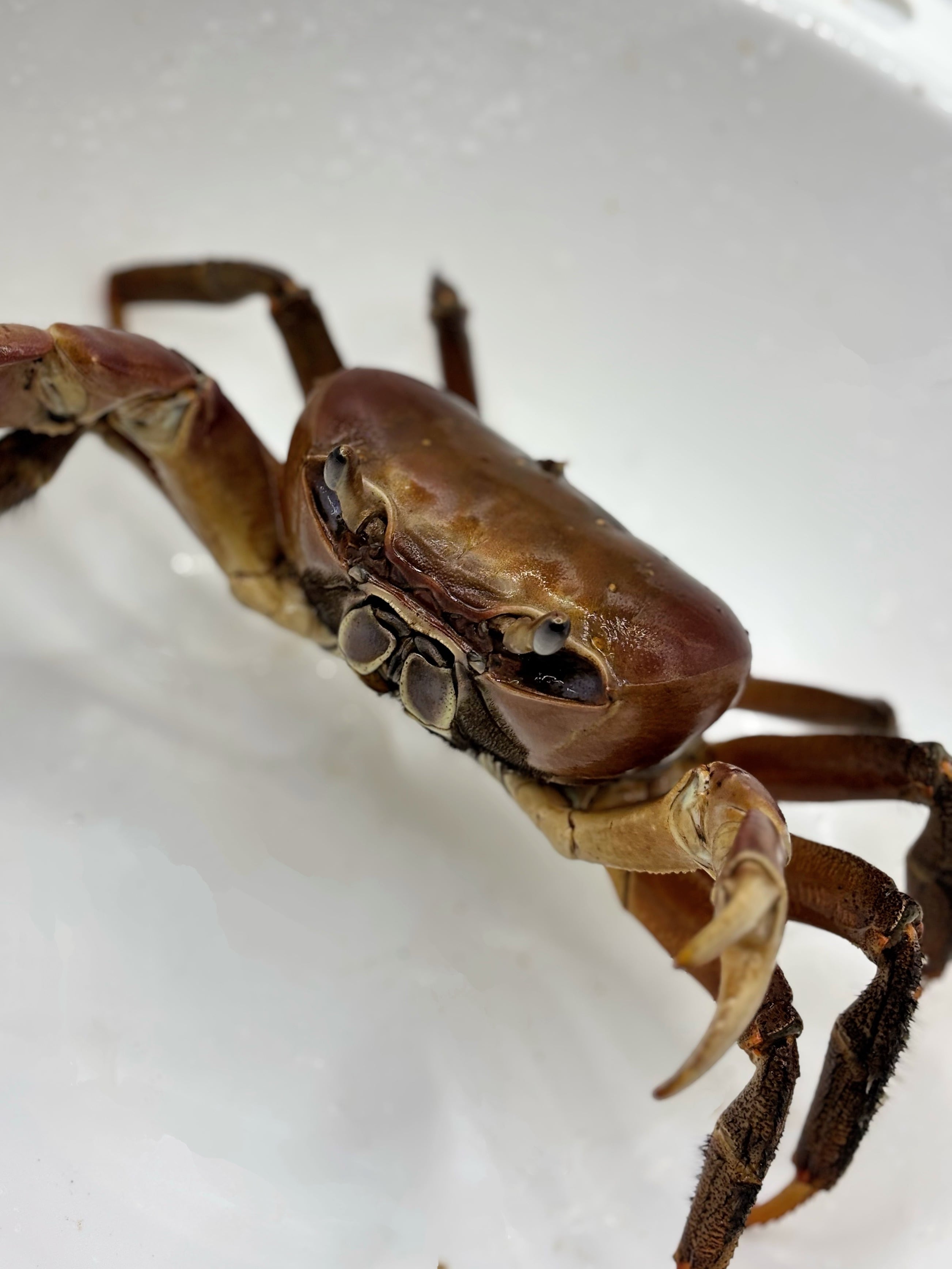 ミナミオカガニ♀① 1匹 | まるころ商店〜まるくてころころした生き物